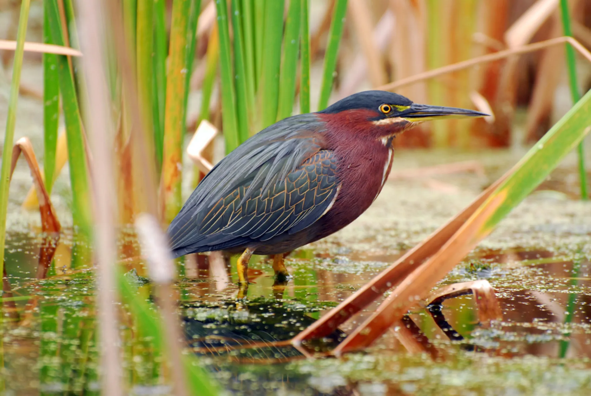 Green Heron