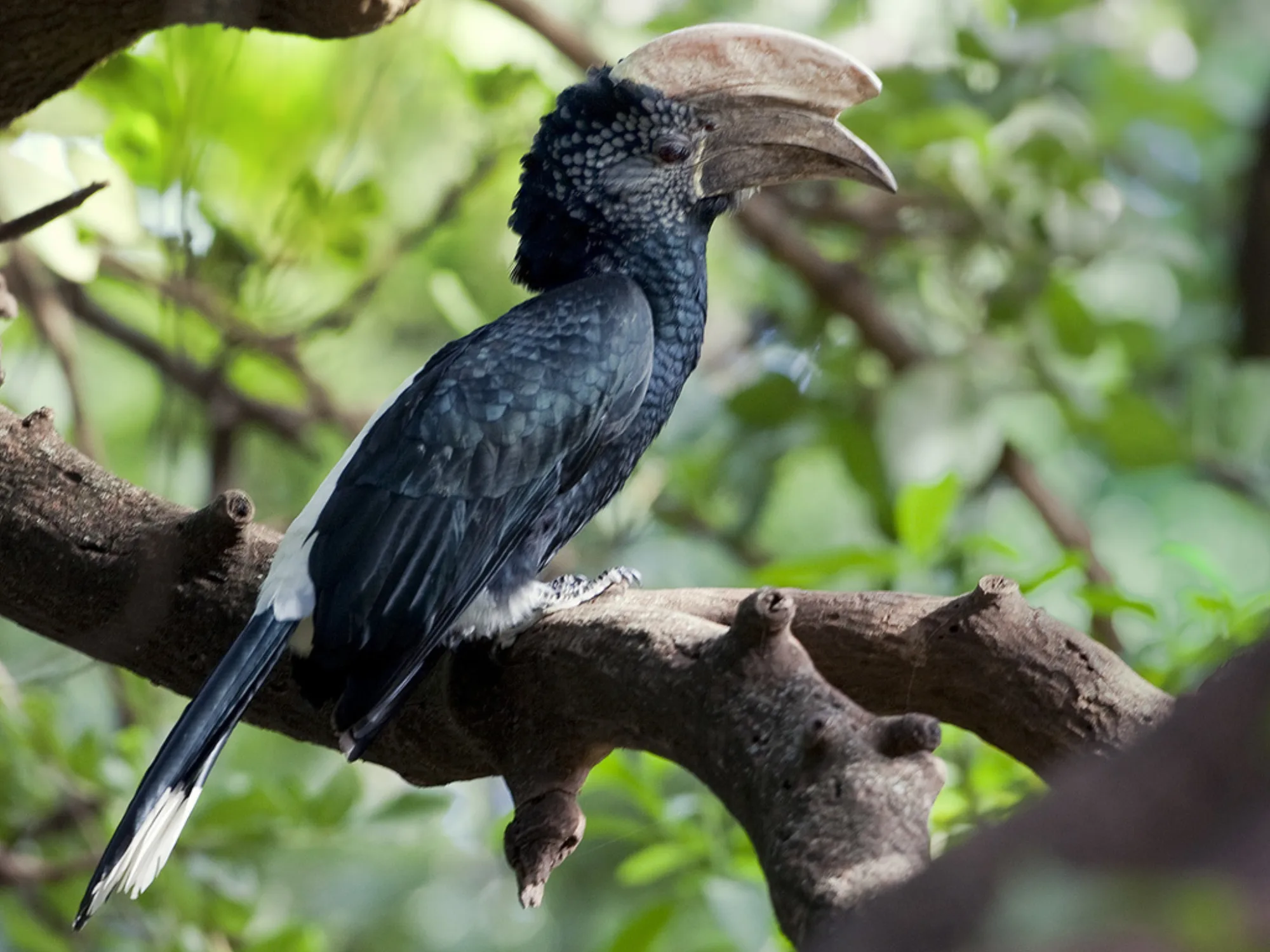 Silvery-cheeked Hornbill