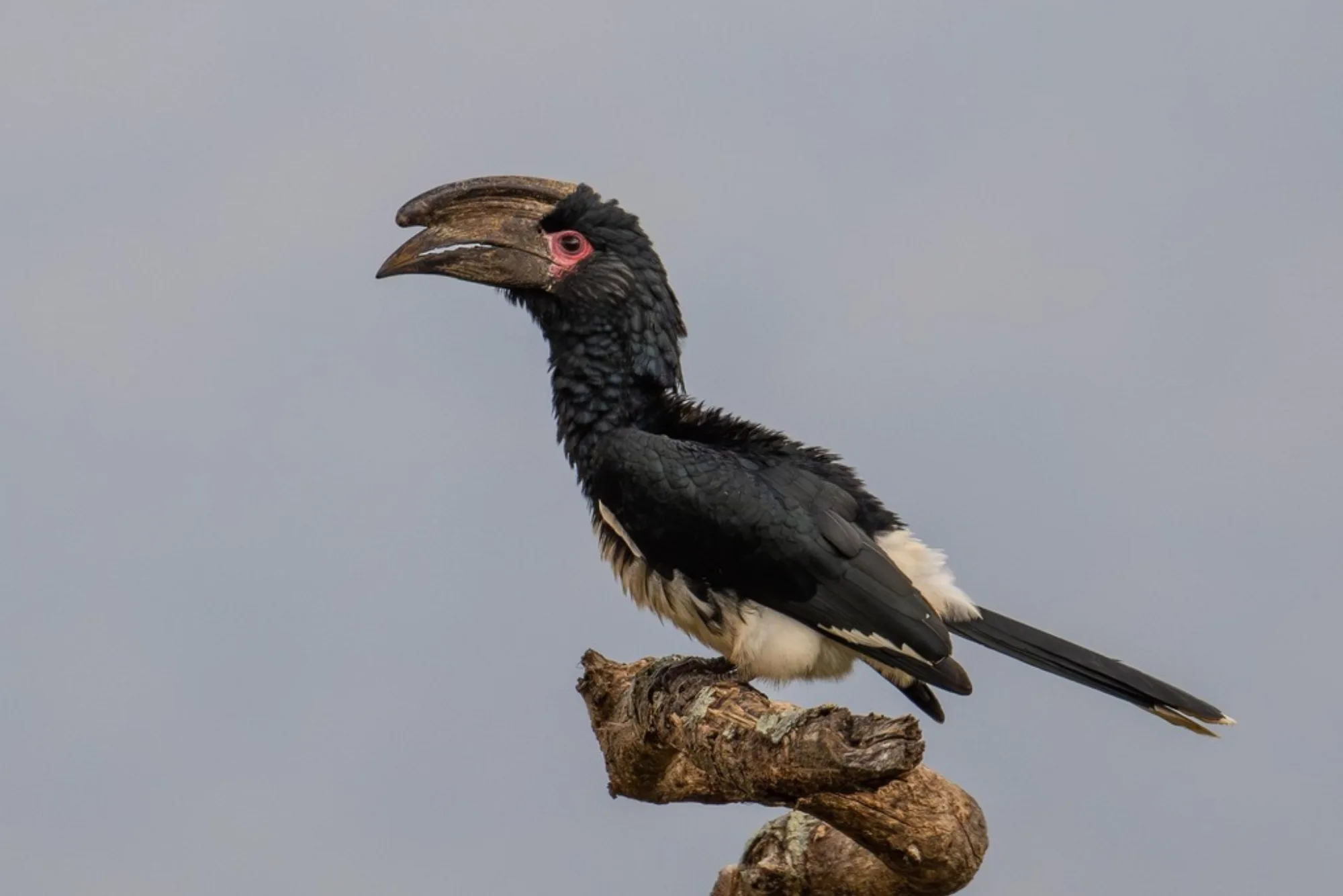 Trumpeter Hornbill