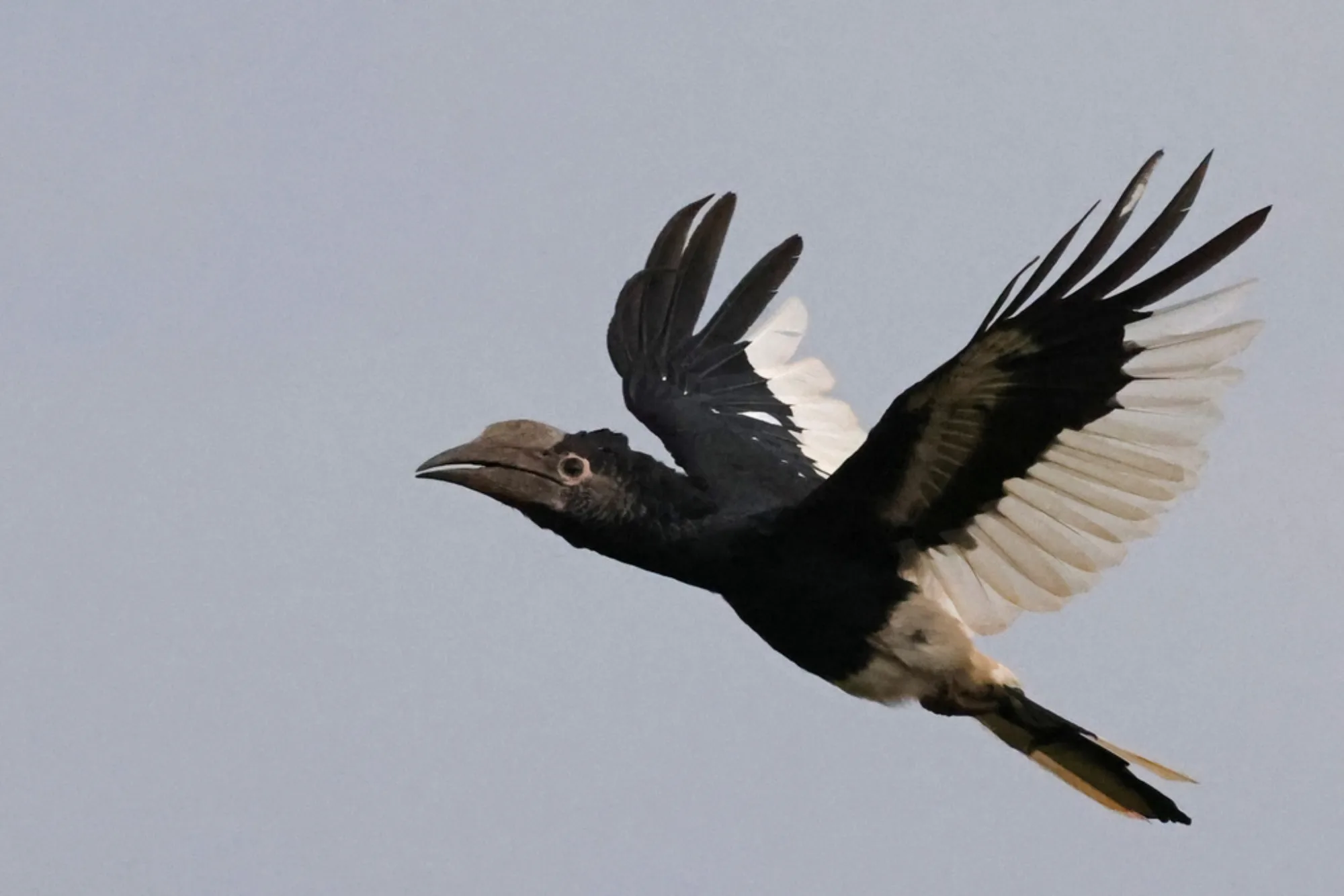 Black-and-white-casqued Hornbill
