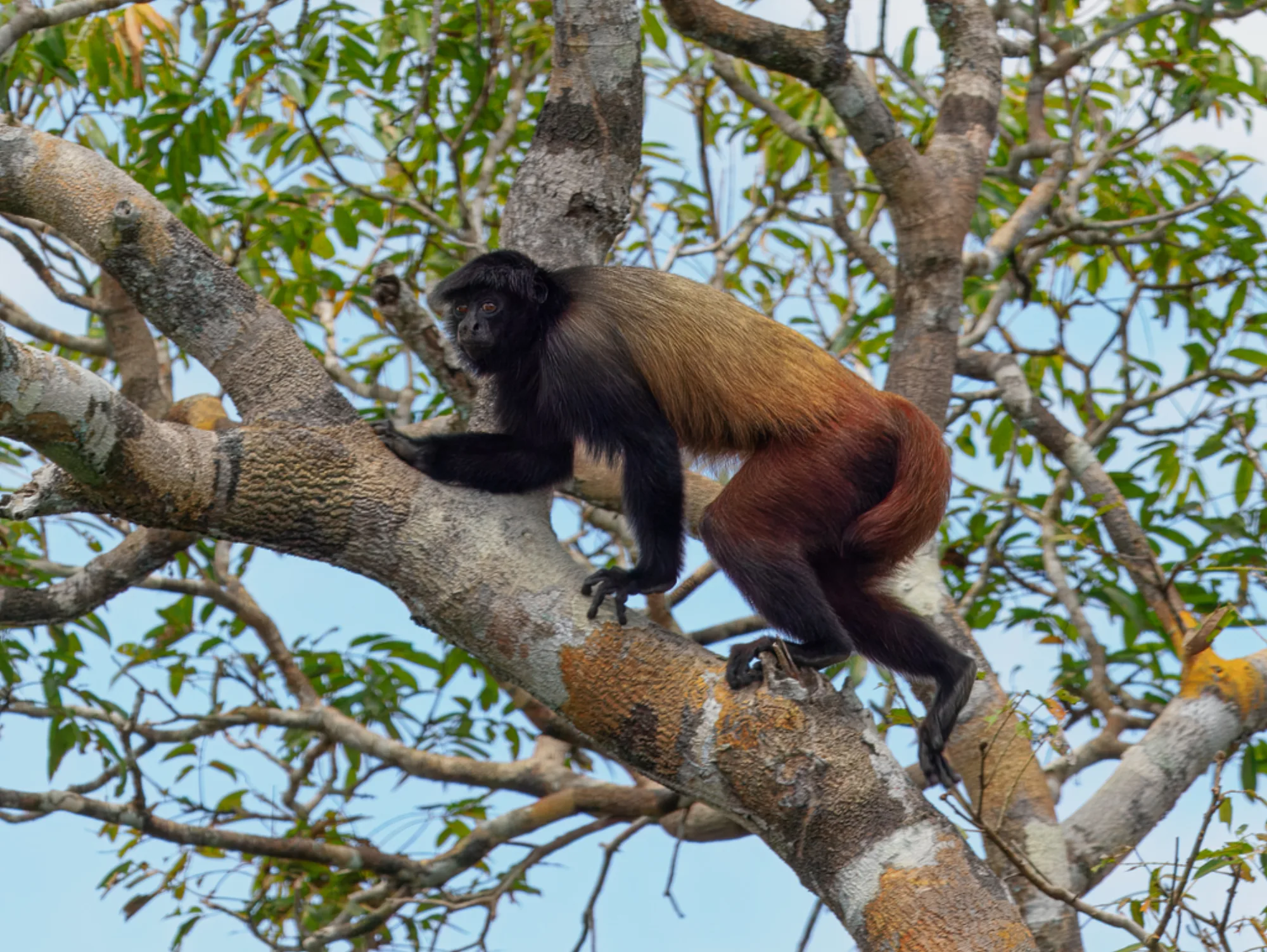 Black-headed Uakari
