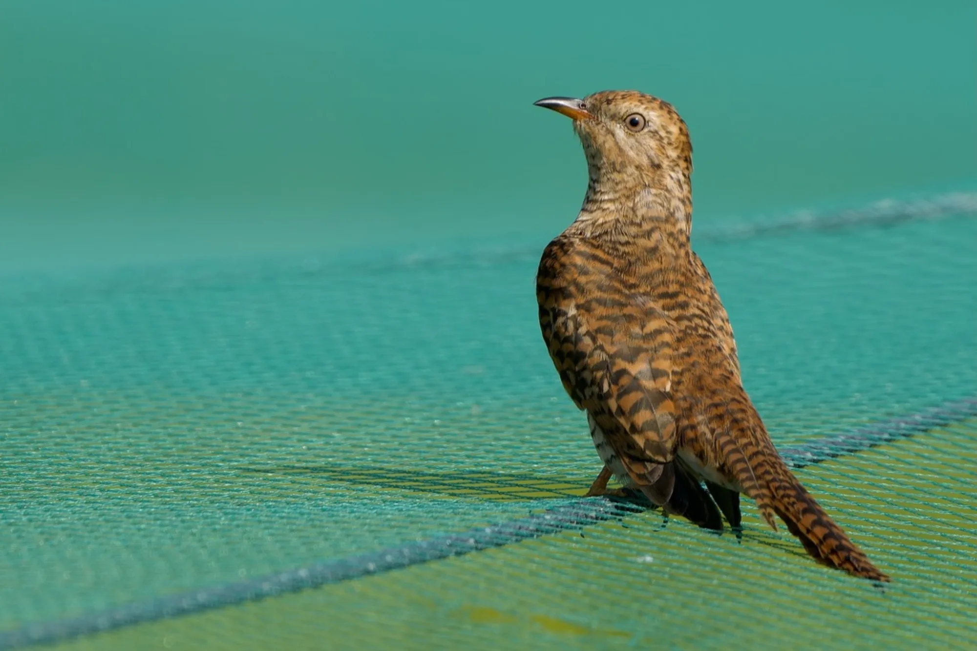 Plaintive Cuckoo
