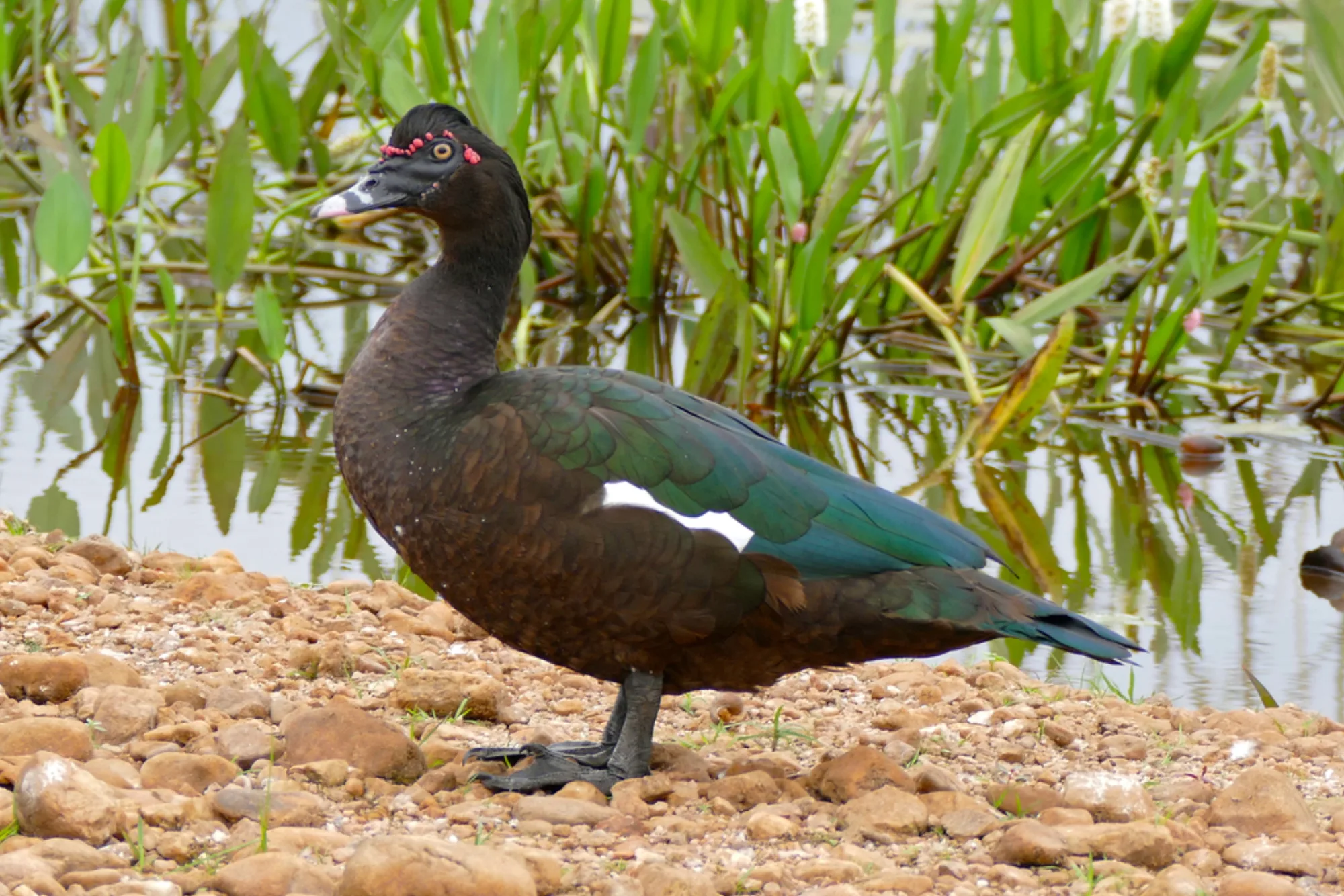 Muscovy Duck