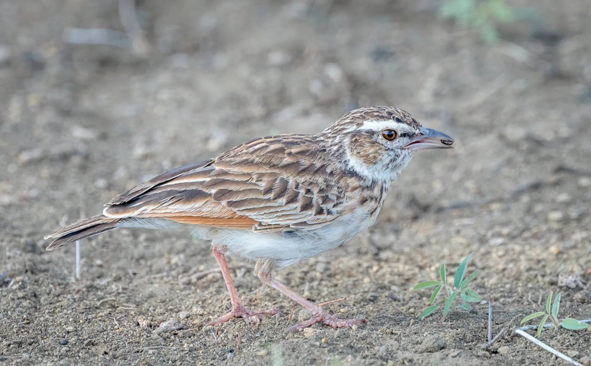Fawn-colored Lark