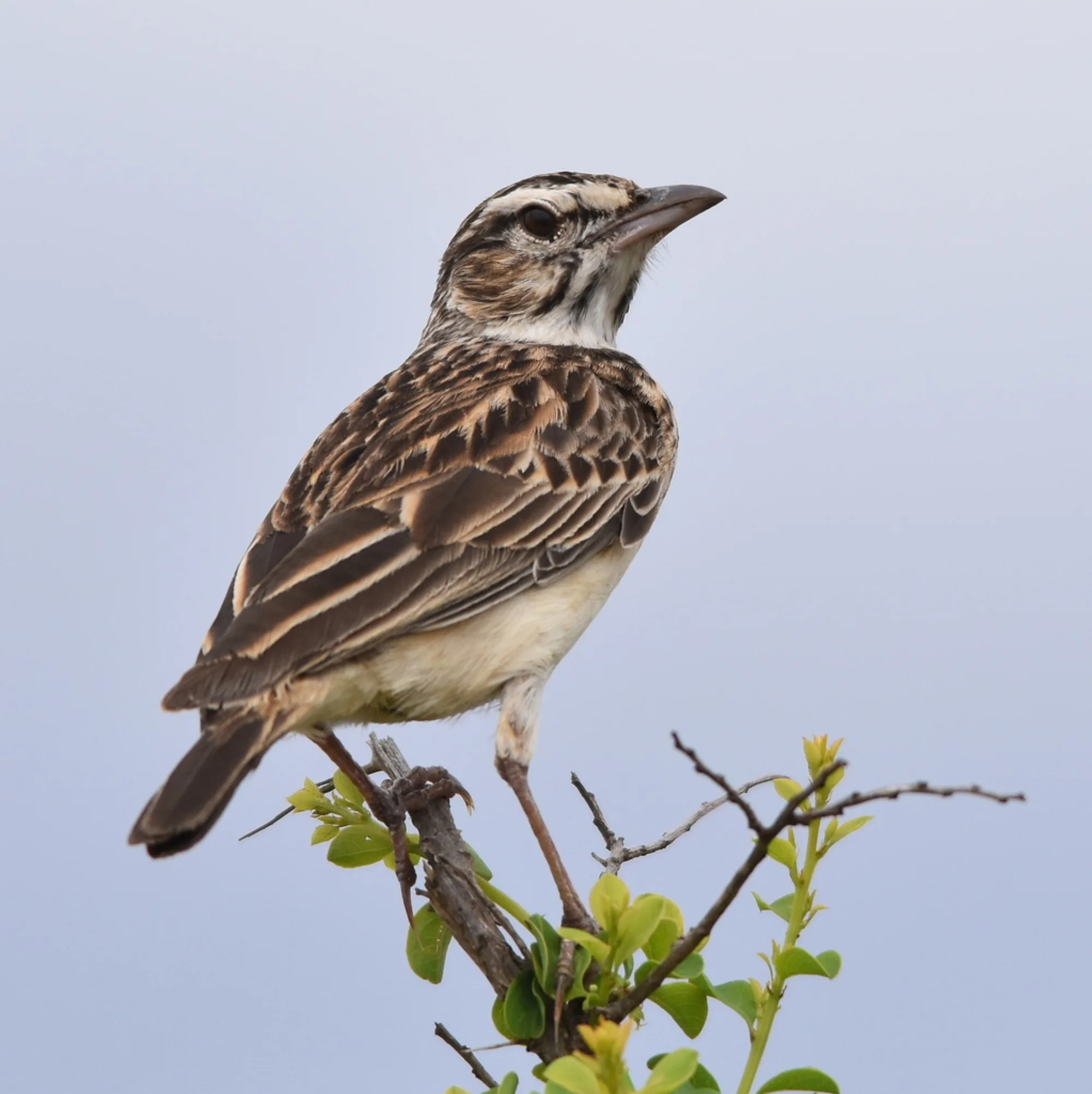 Sabota Lark