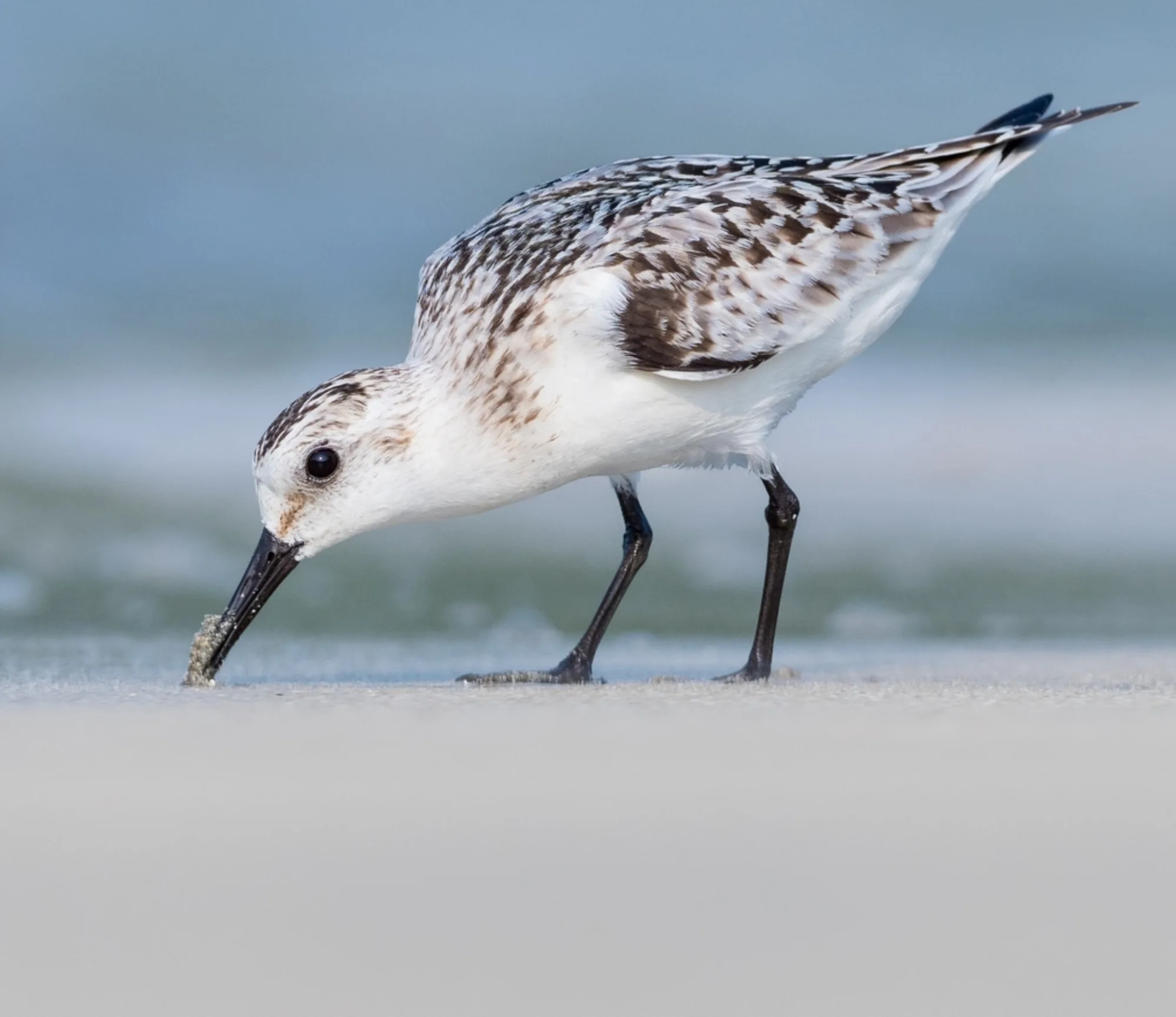 Sanderling