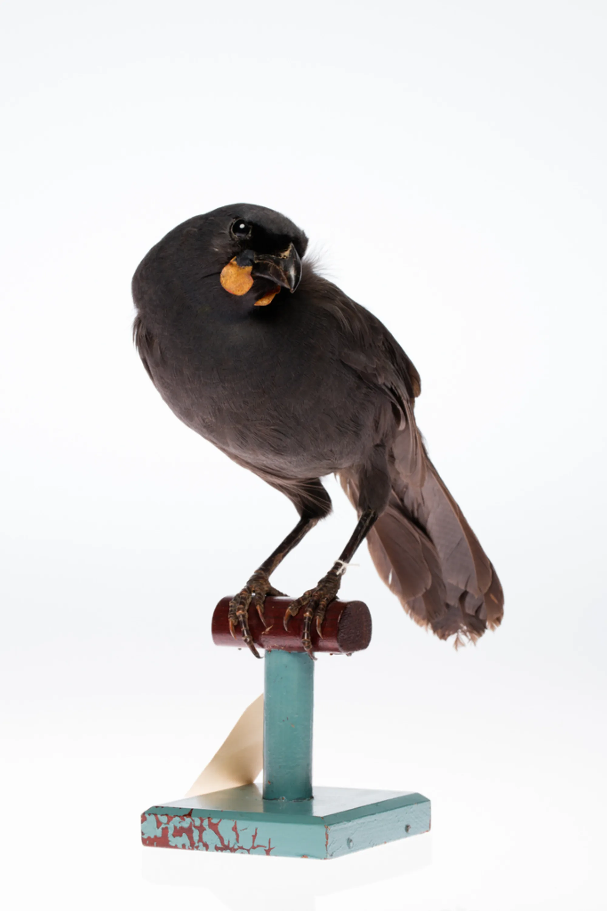 South Island Kōkako