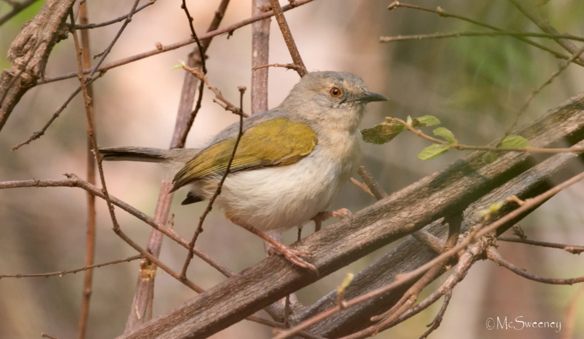 Green-backed Camaroptera