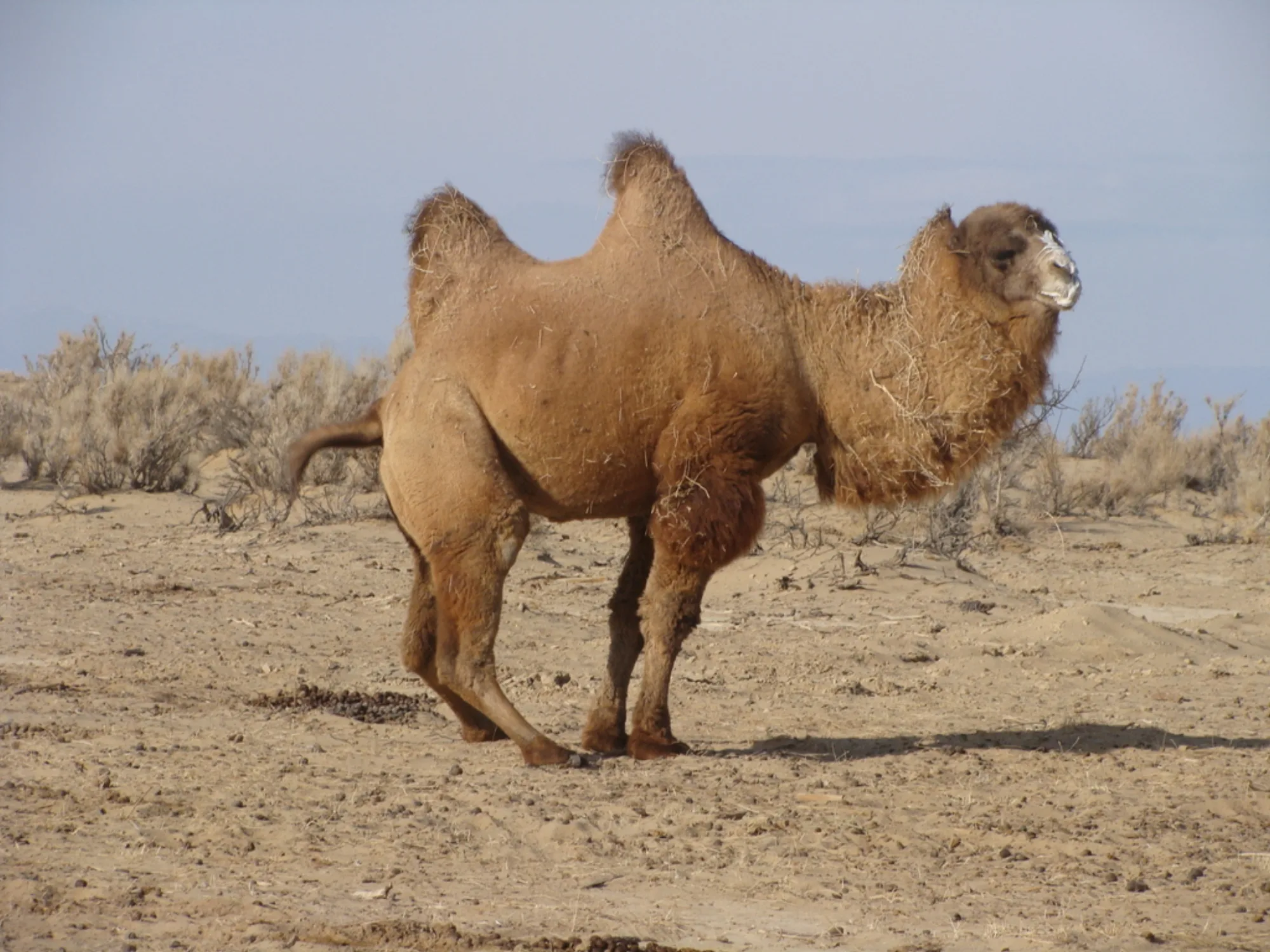 Wild Bactrian Camel
