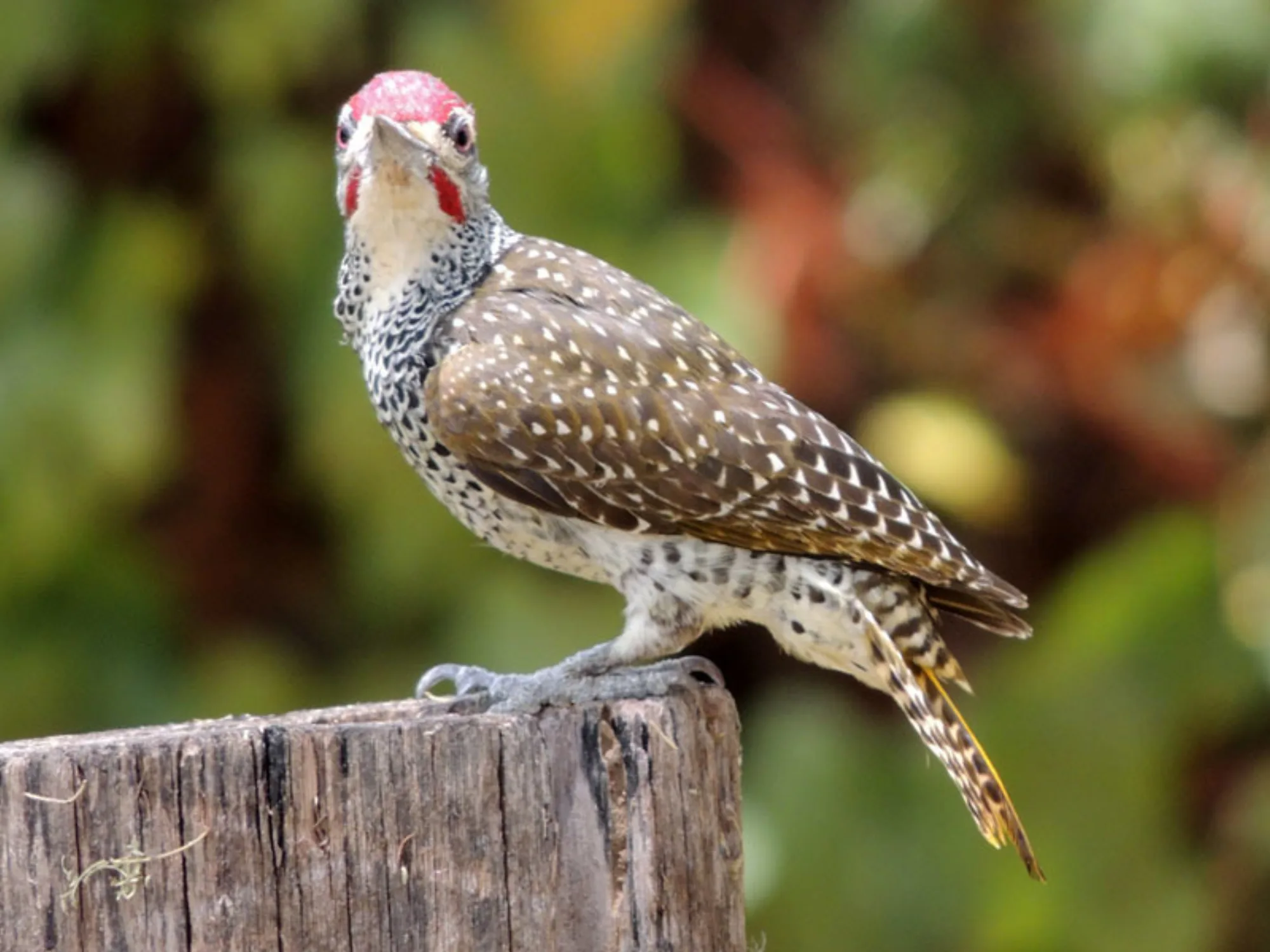 Nubian Woodpecker