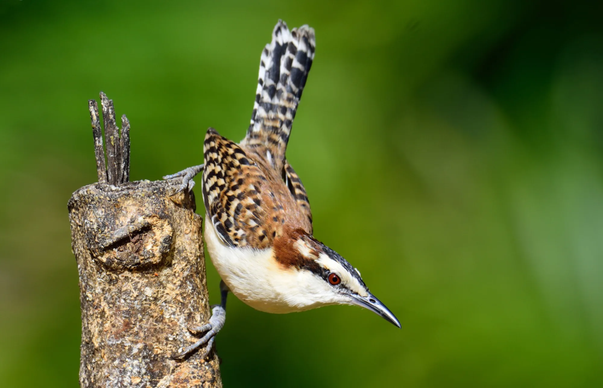 Rufous-backed Wren
