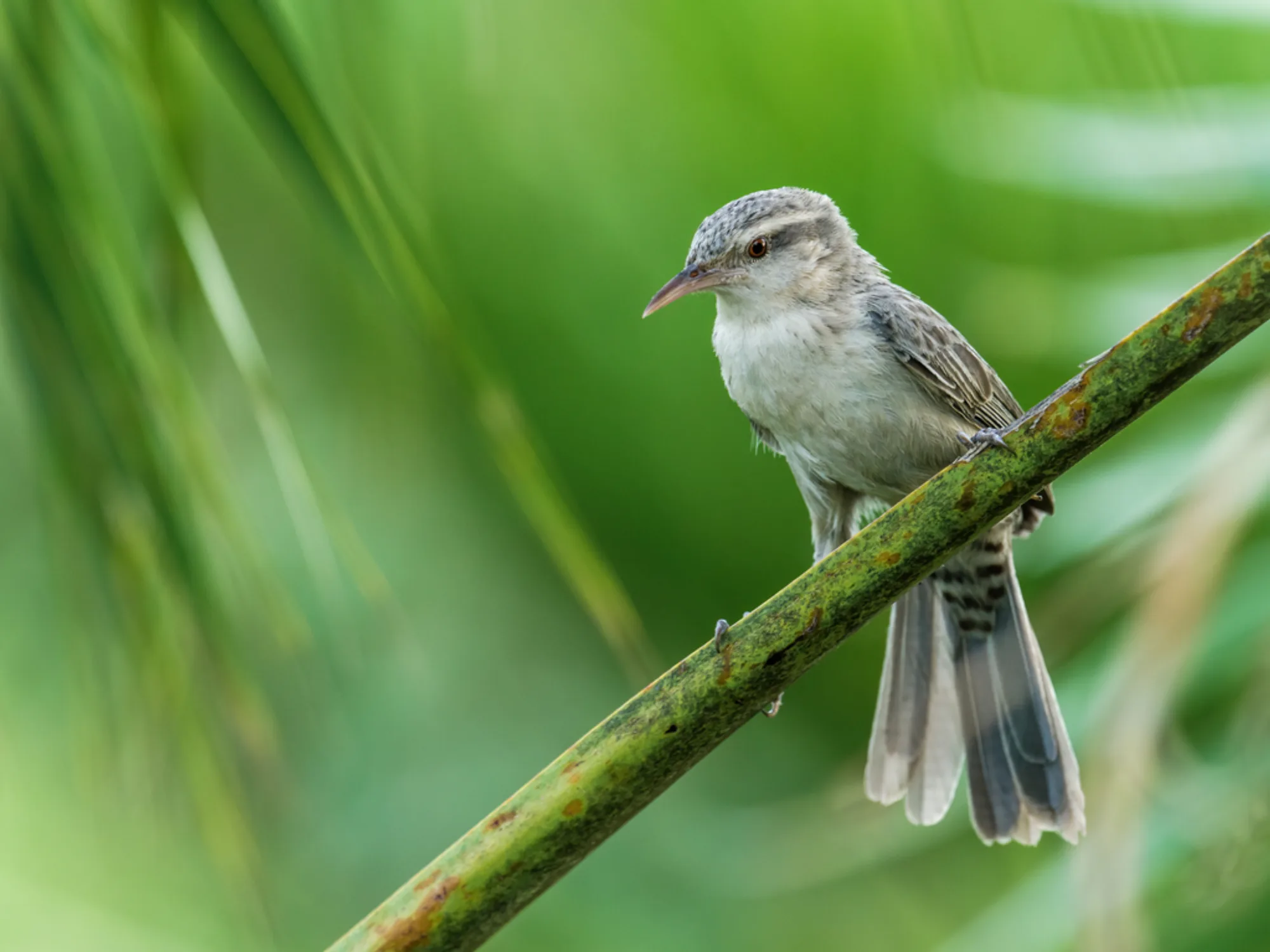 Thrush-like Wren