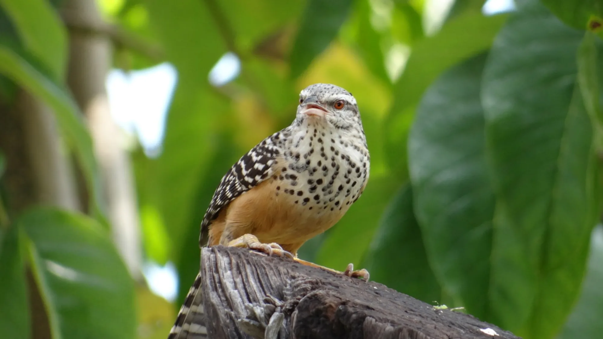Band-backed Wren