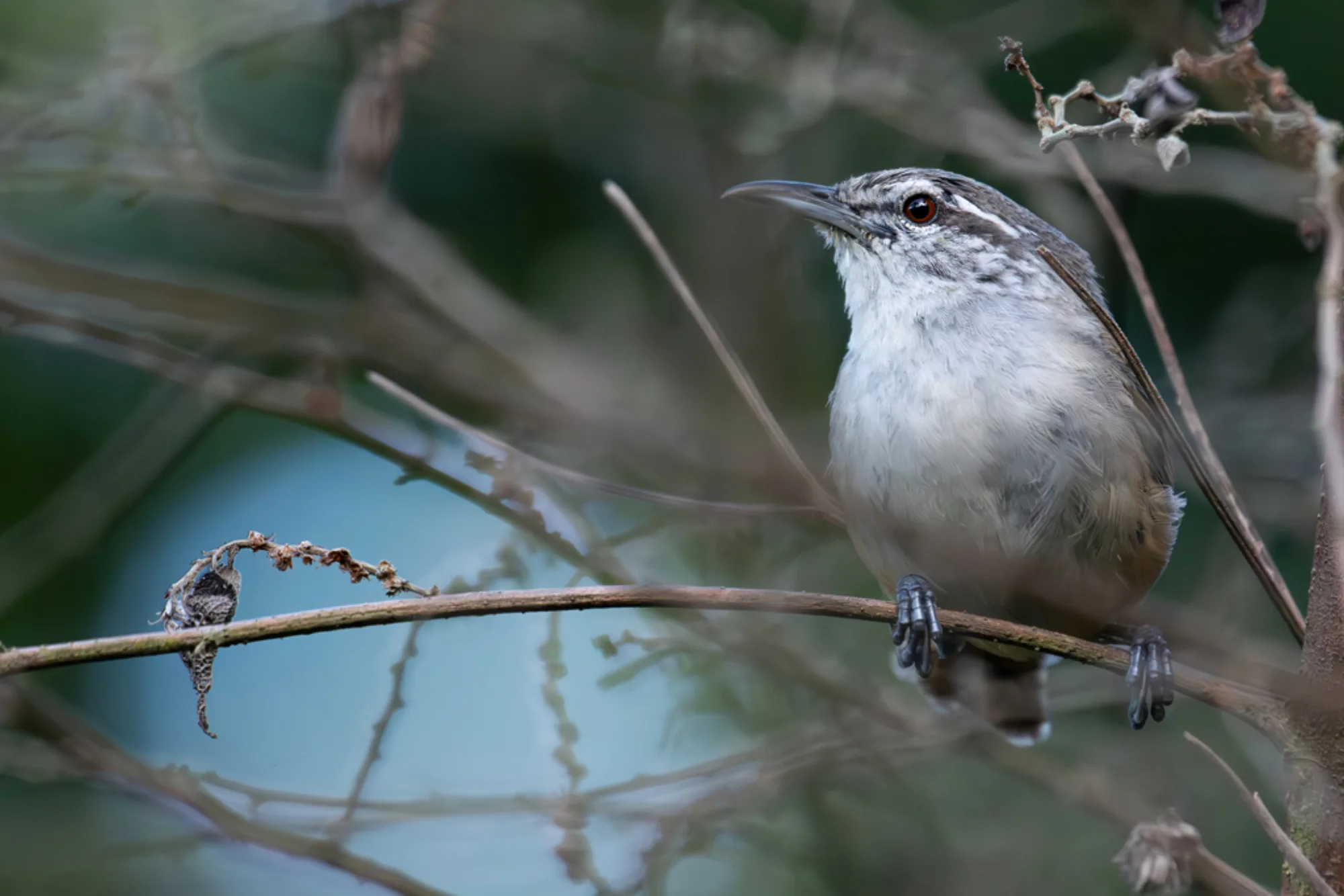 Cabanis's Wren