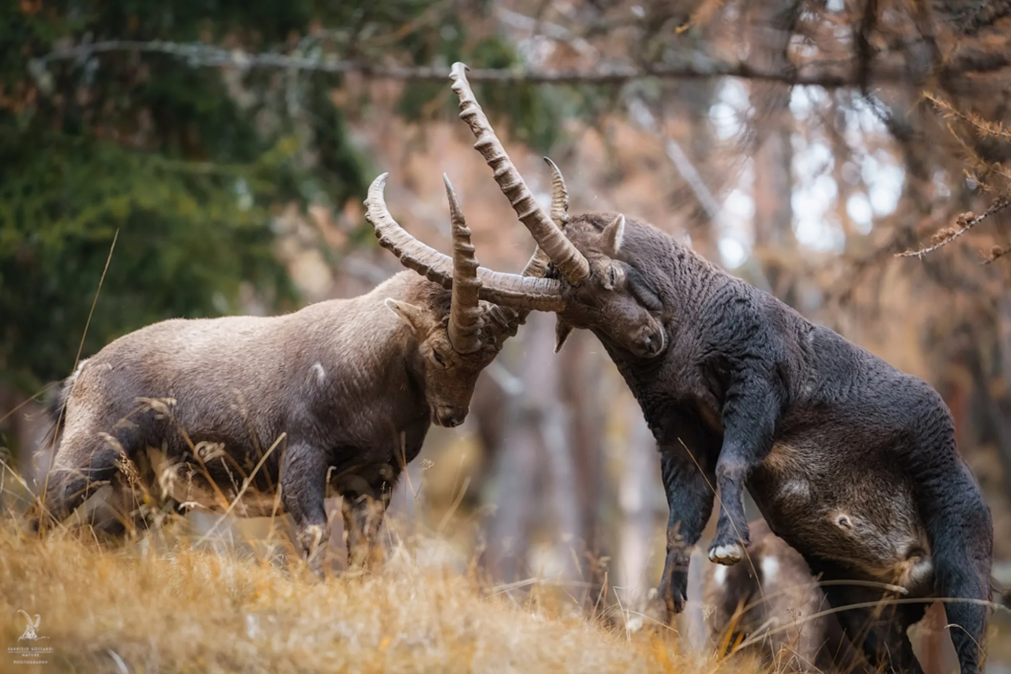 Alpine Ibex