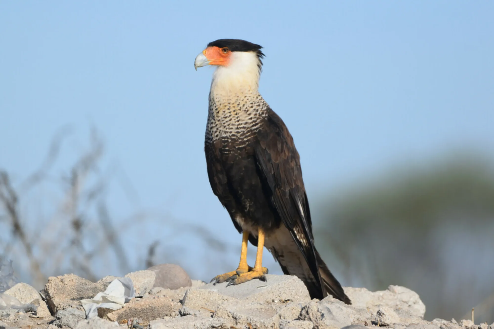 Southern Caracara