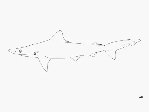 Borneo Shark