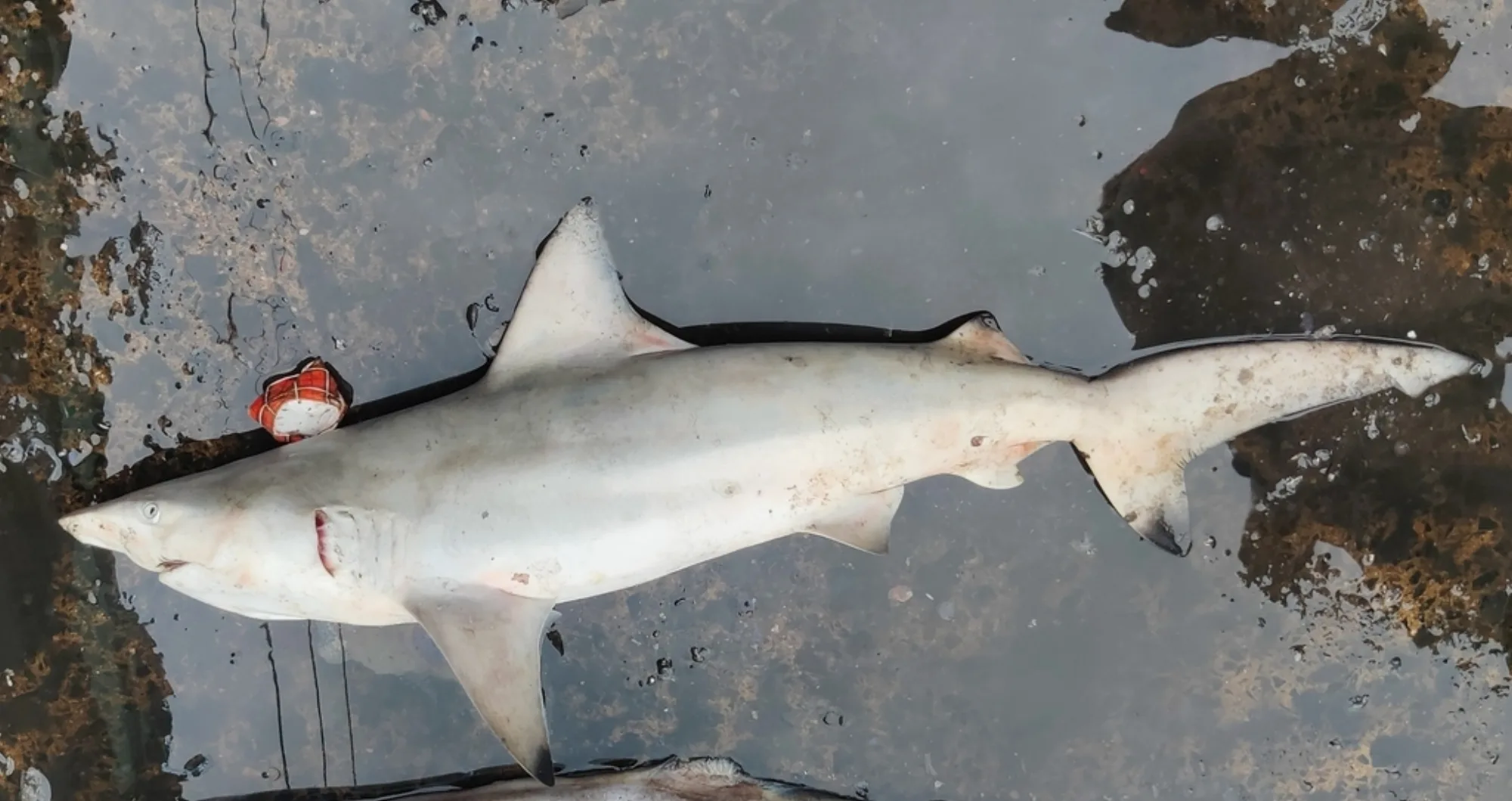 Pondicherry Shark