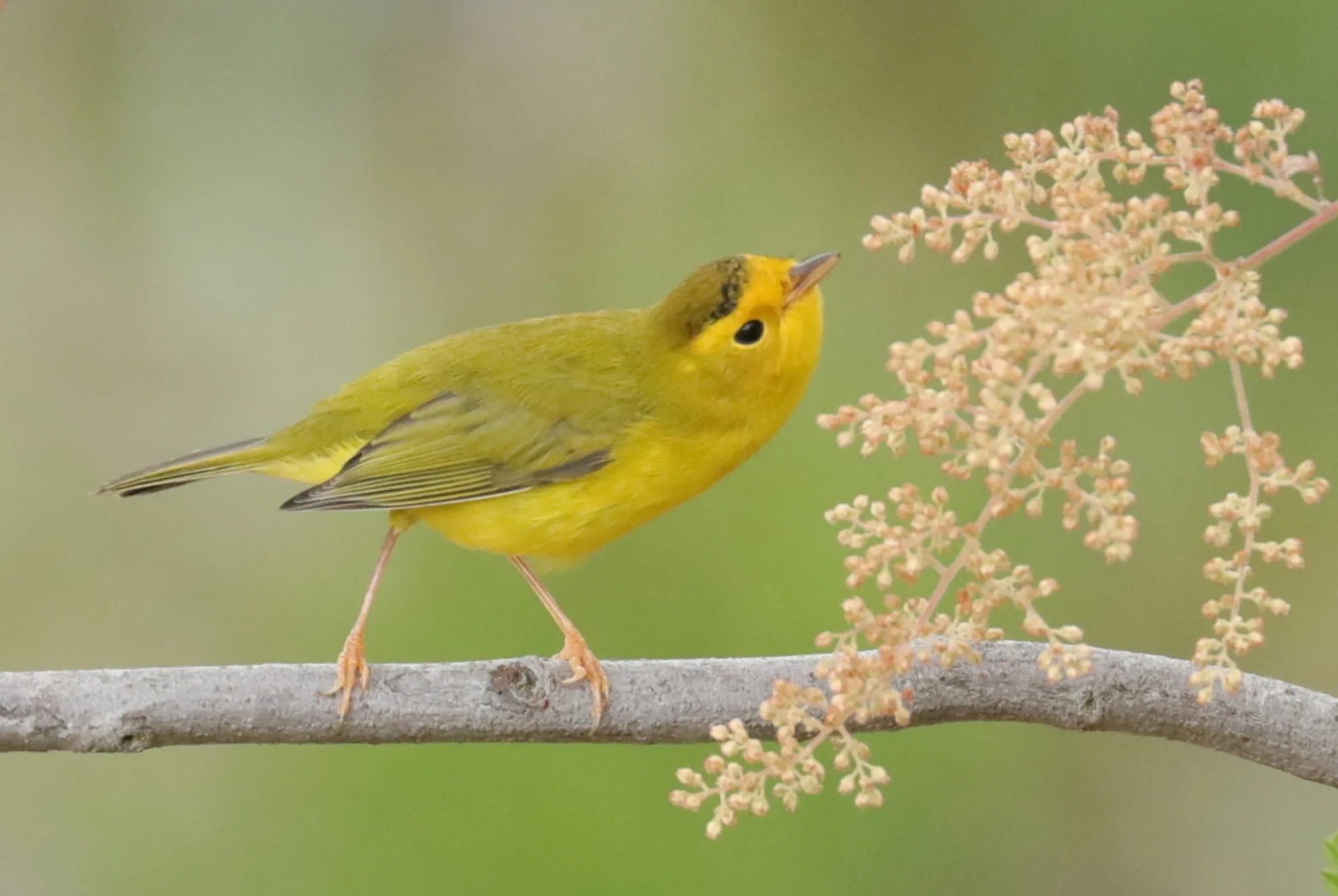 Wilson's Warbler
