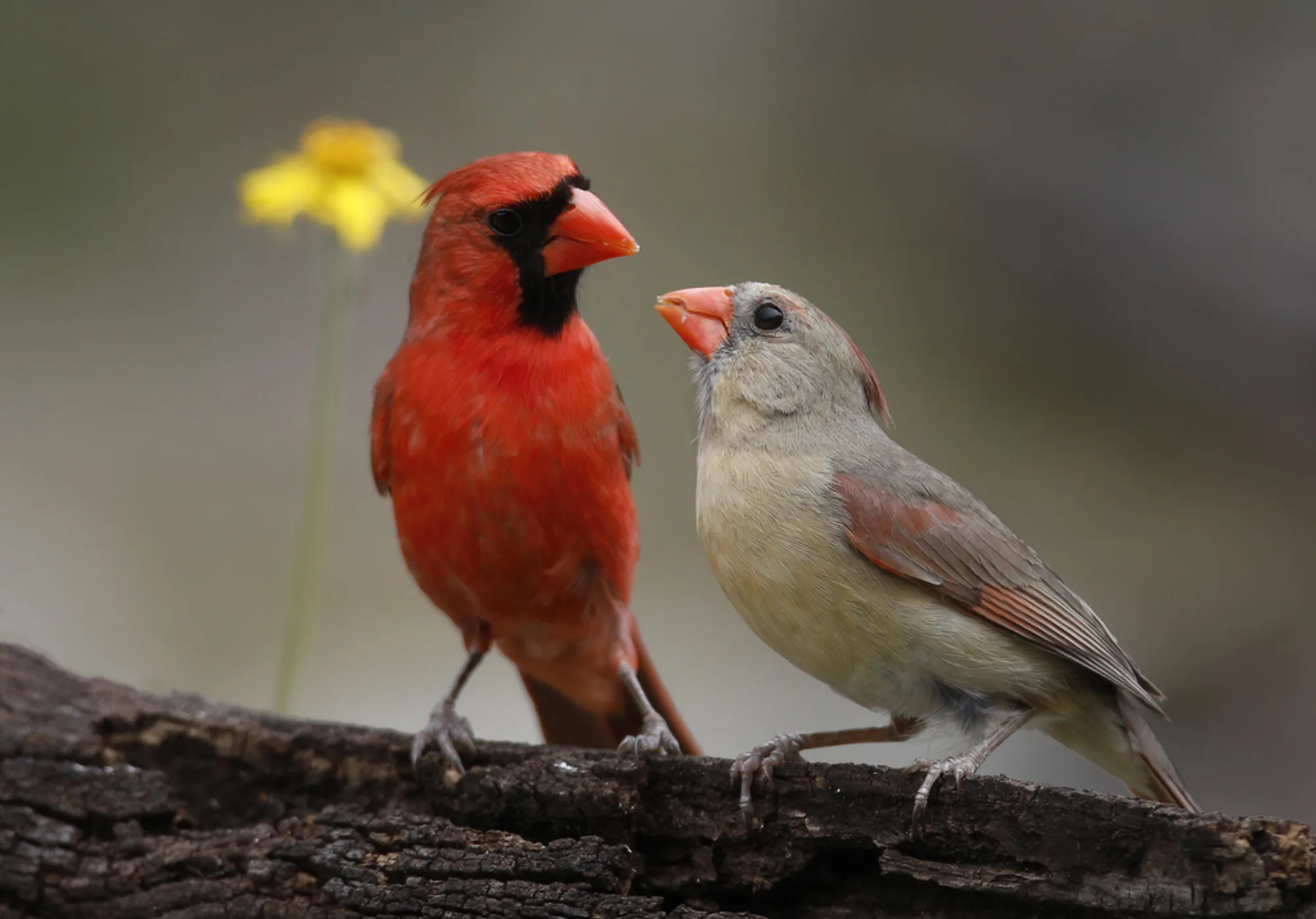 Northern Cardinal