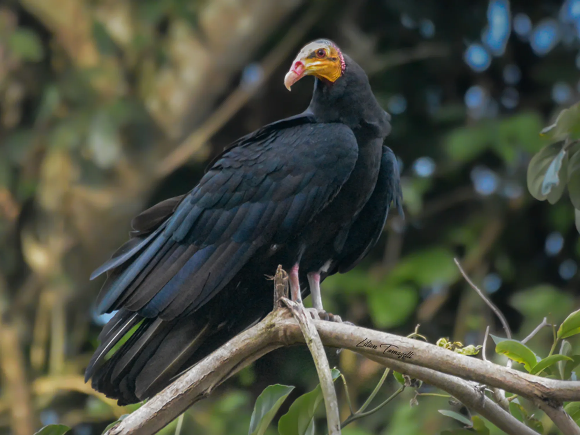Greater Yellow-headed Vulture