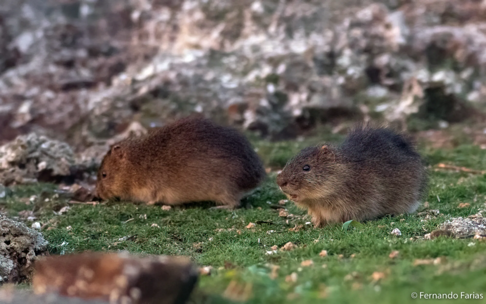 Santa Catarina's Guinea Pig