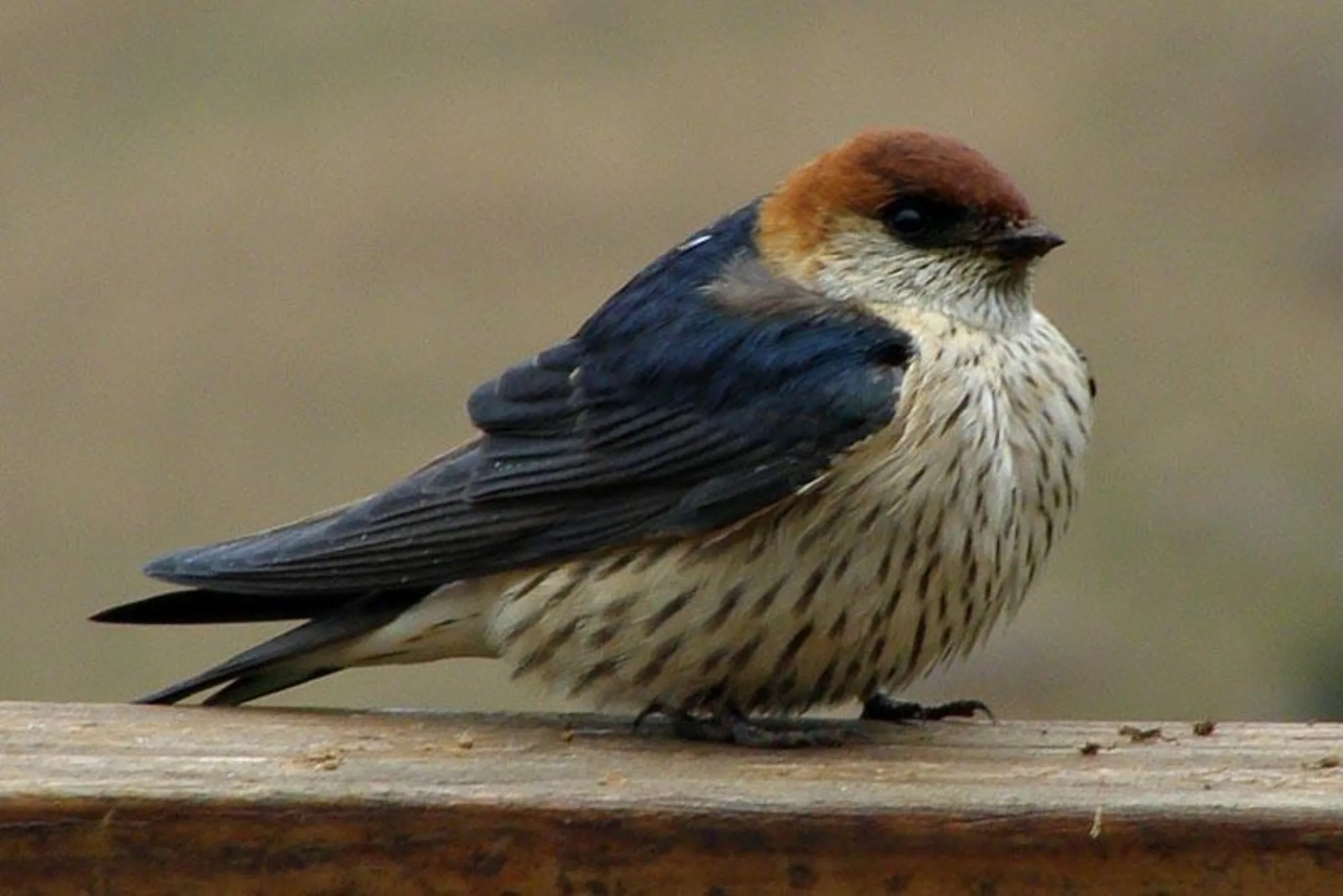 Greater Striped-Swallow