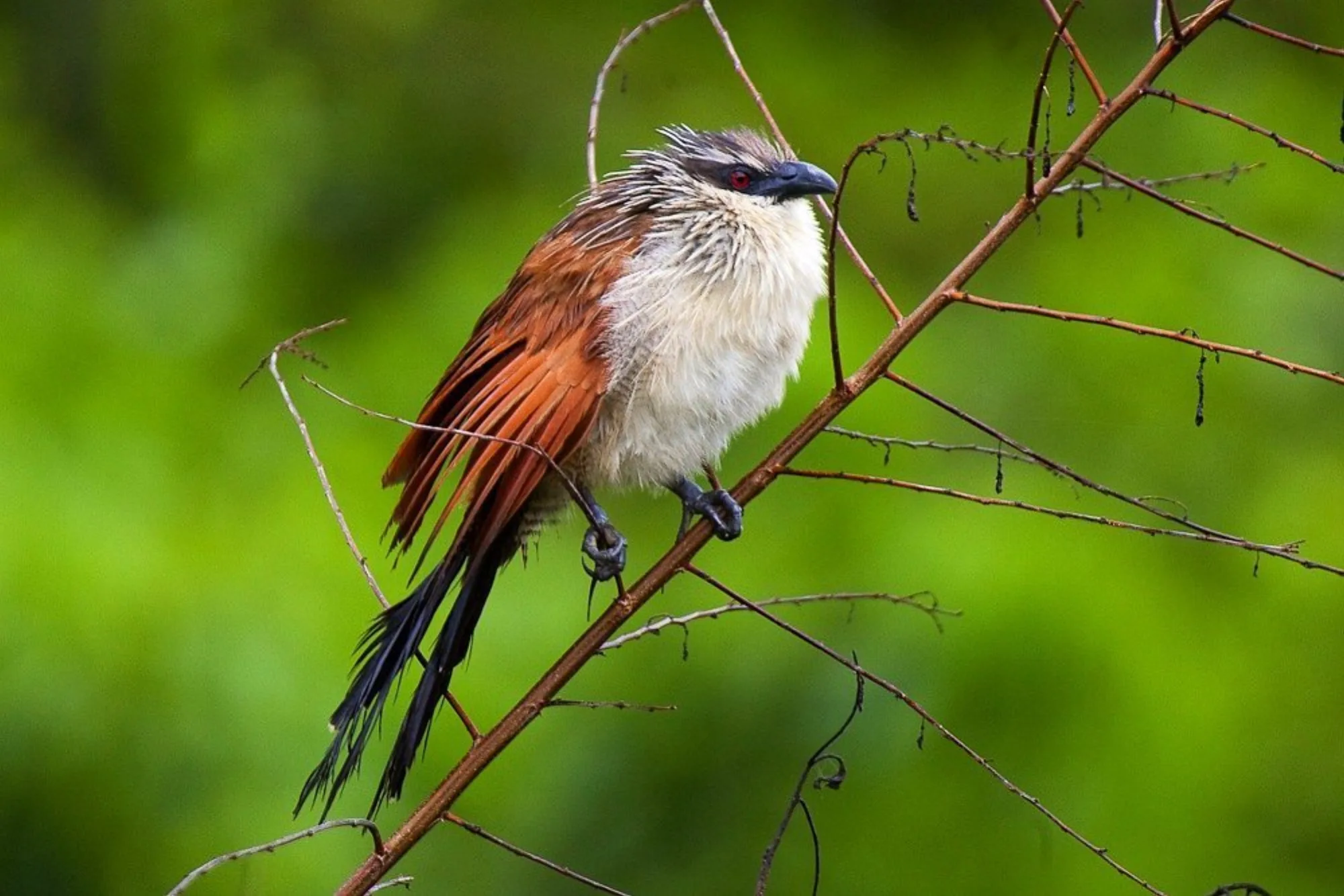 White-browed Coucal