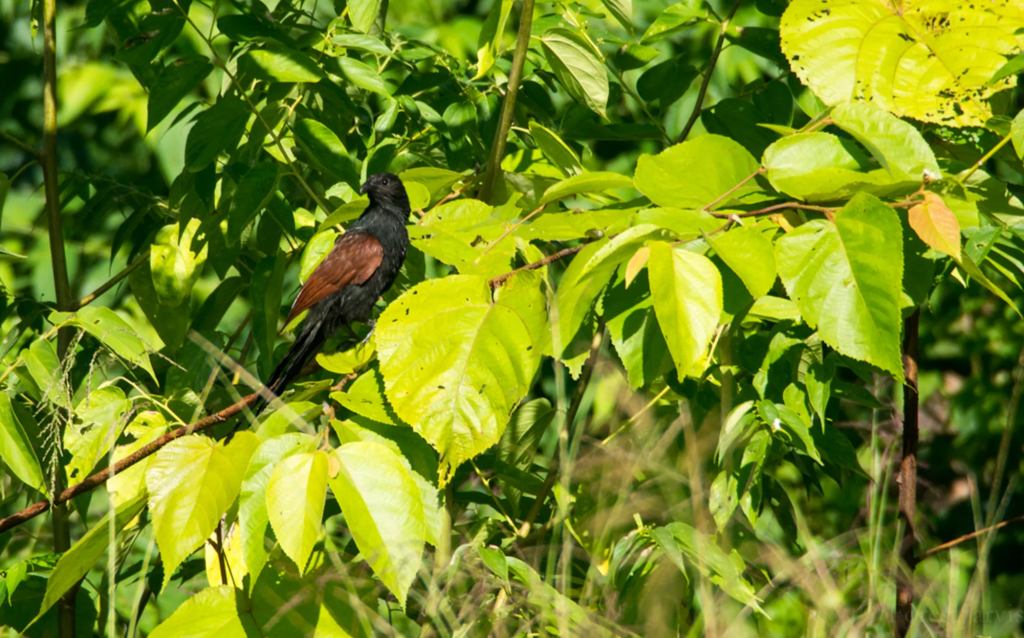 Philippine Coucal