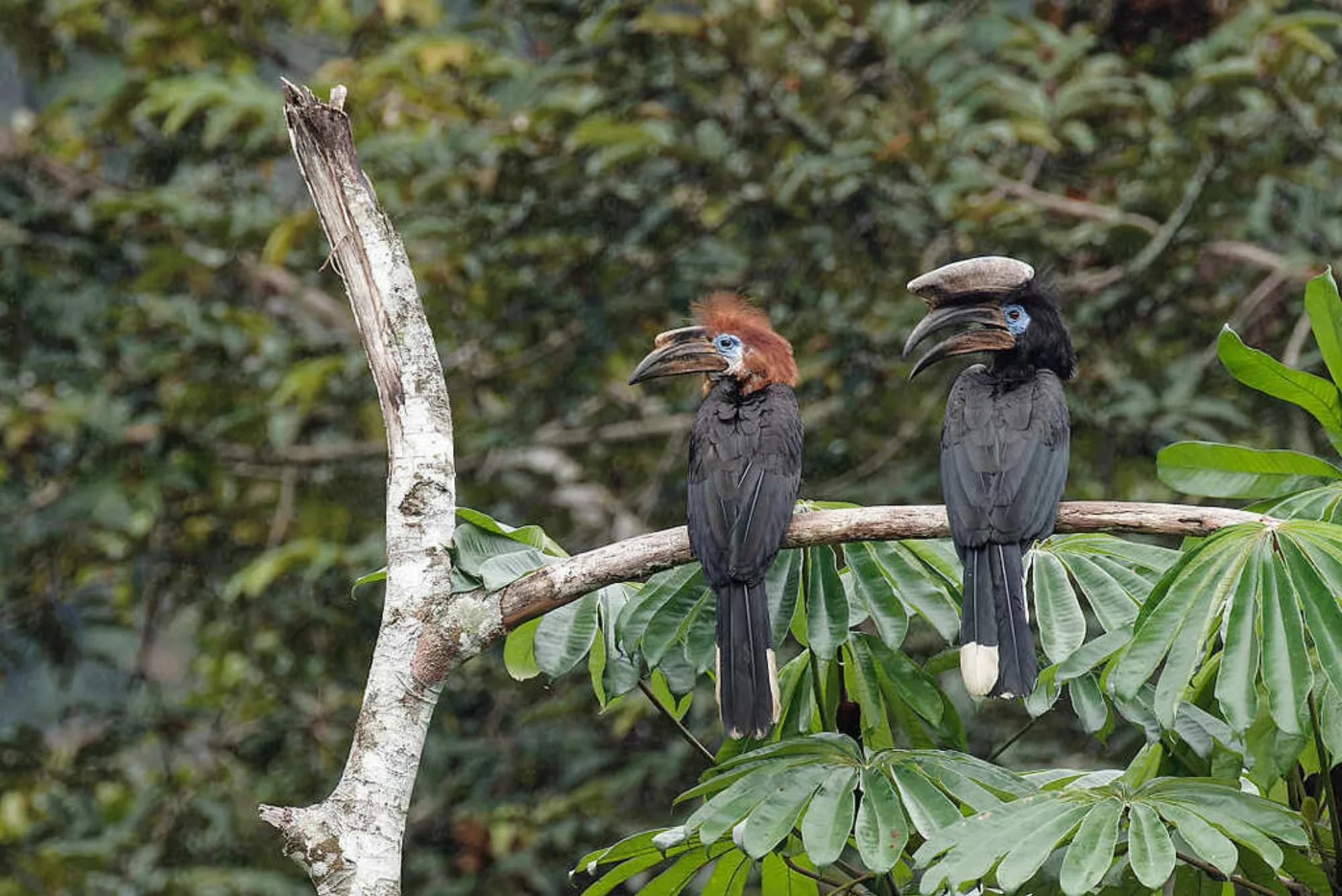Black-casqued Hornbill
