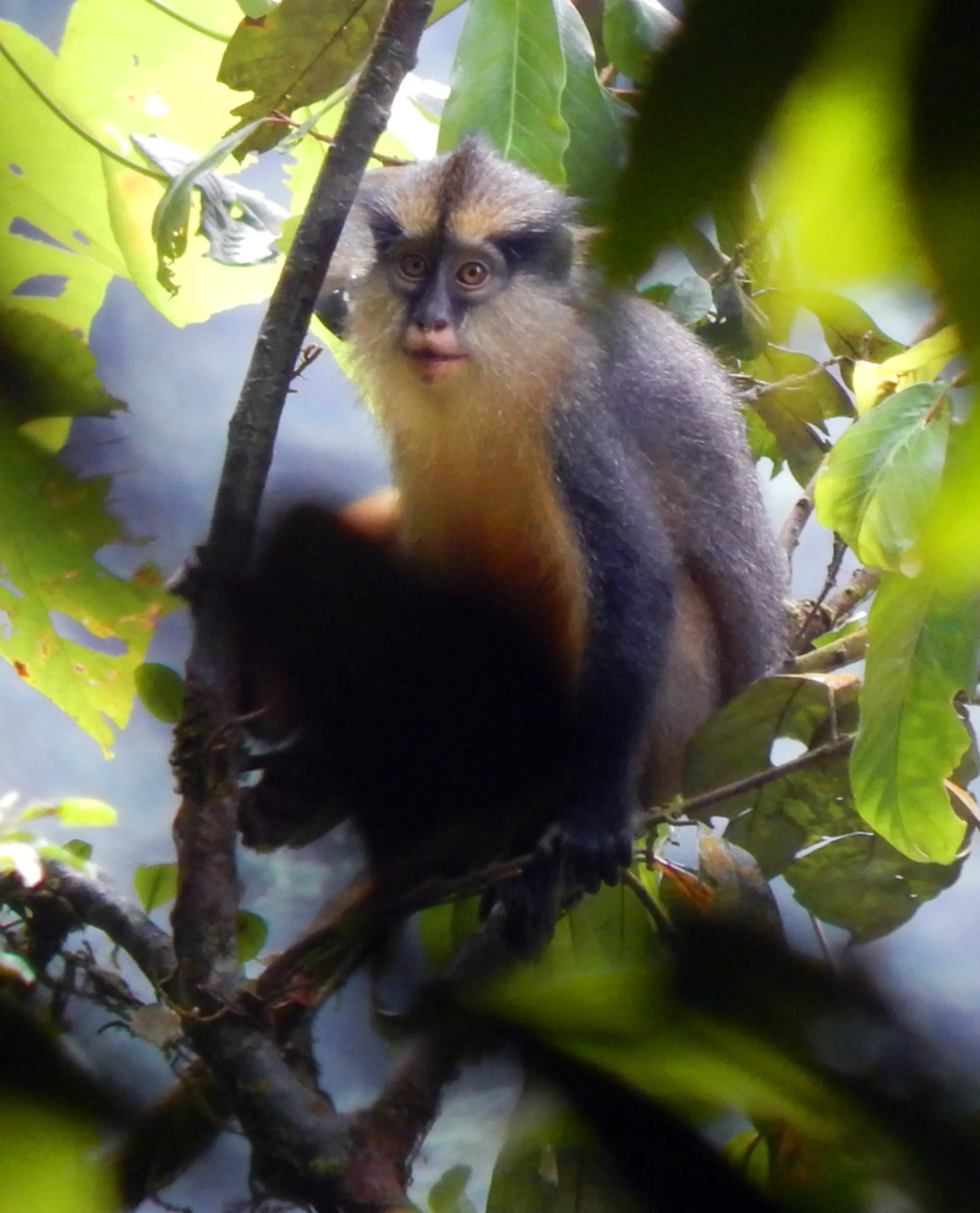 Crested Mona Monkey