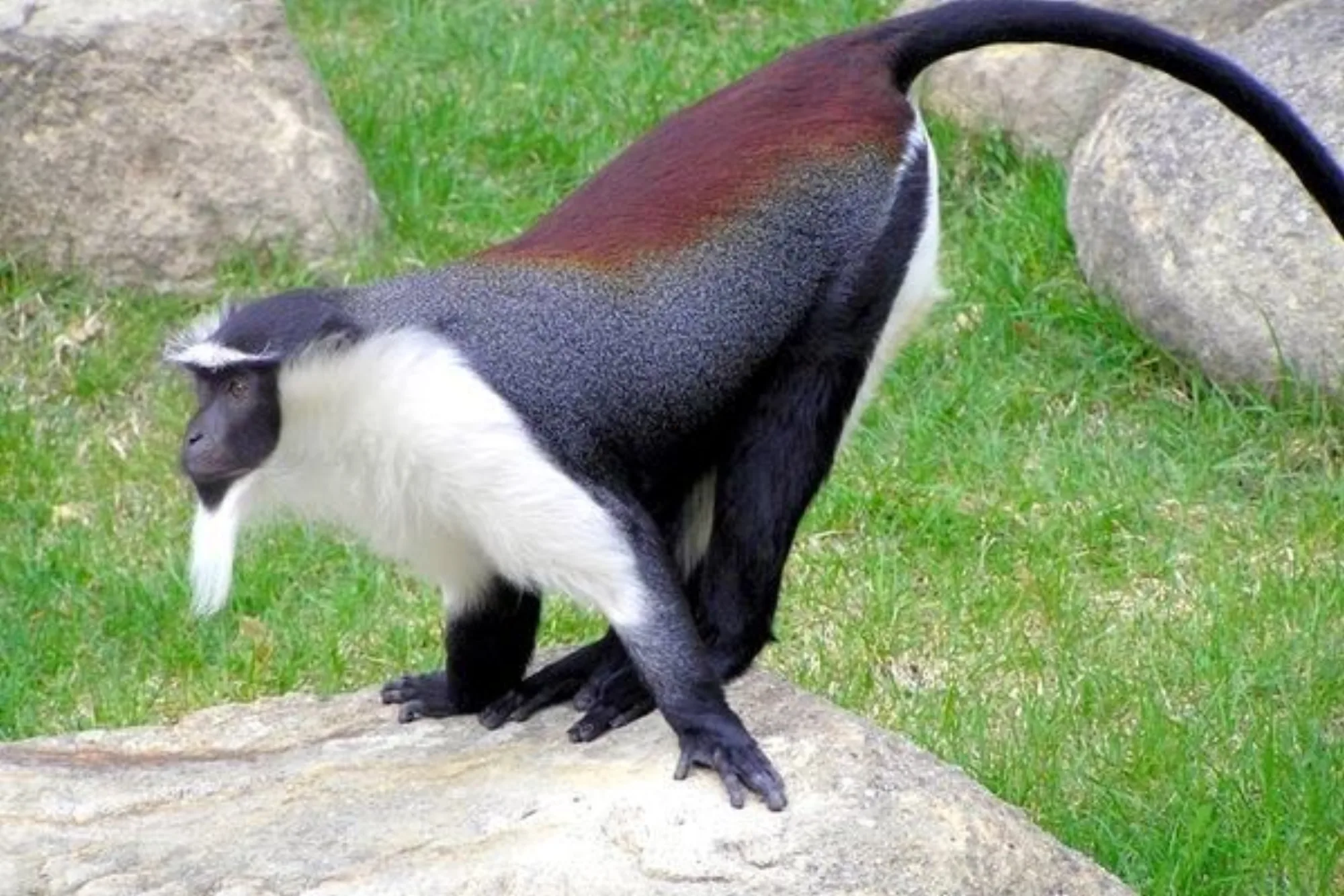 Roloway Monkey