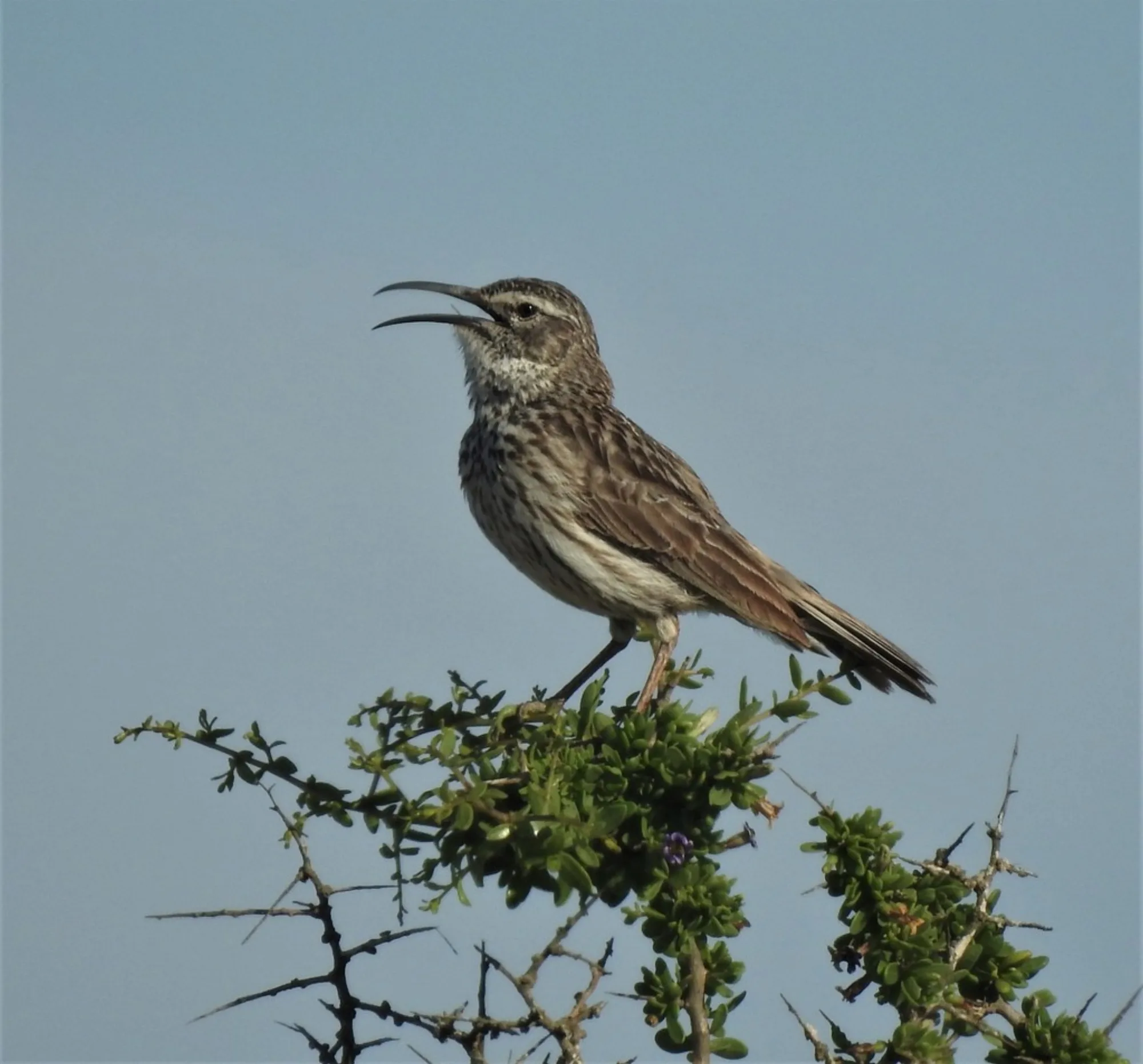 Cape Long-billed Lark