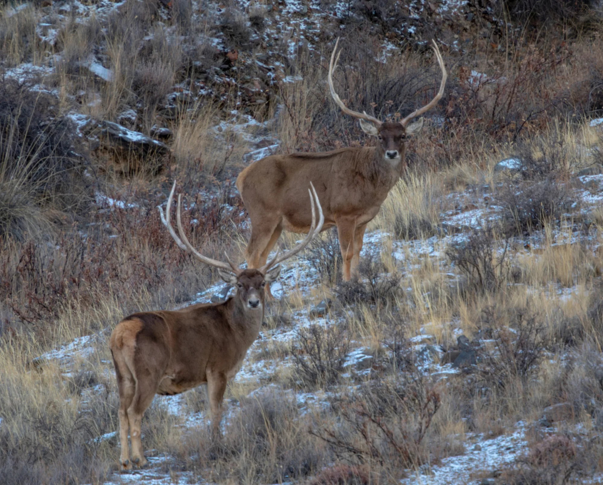 Thorold's Deer