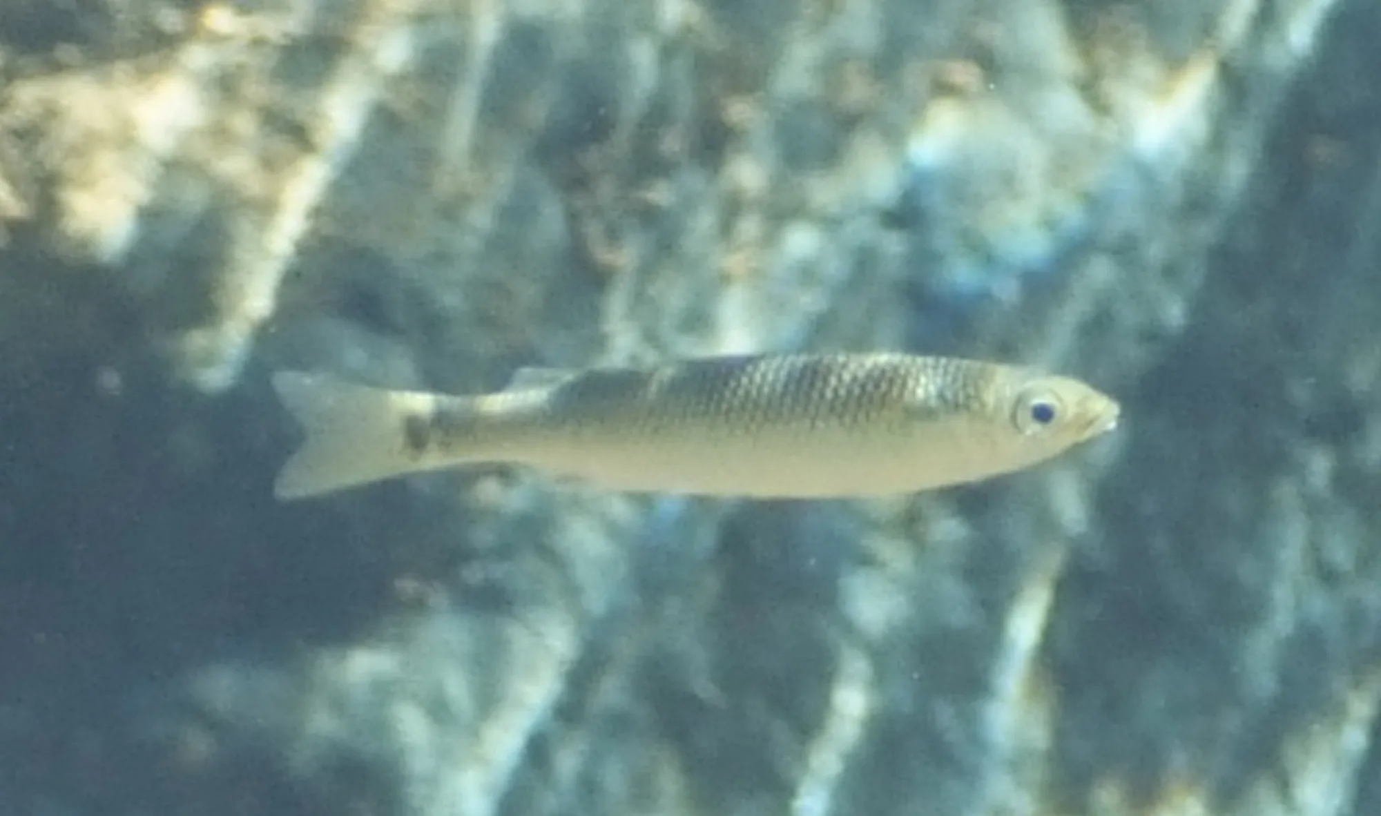 Lobed River Mullet