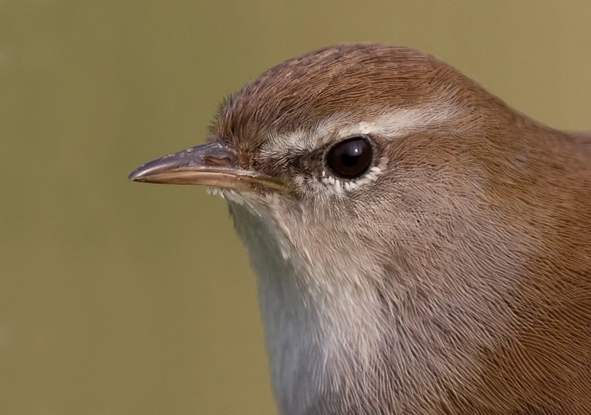 Cetti's Warbler