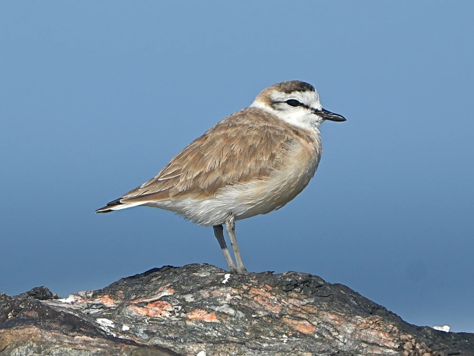 White-fronted Plover