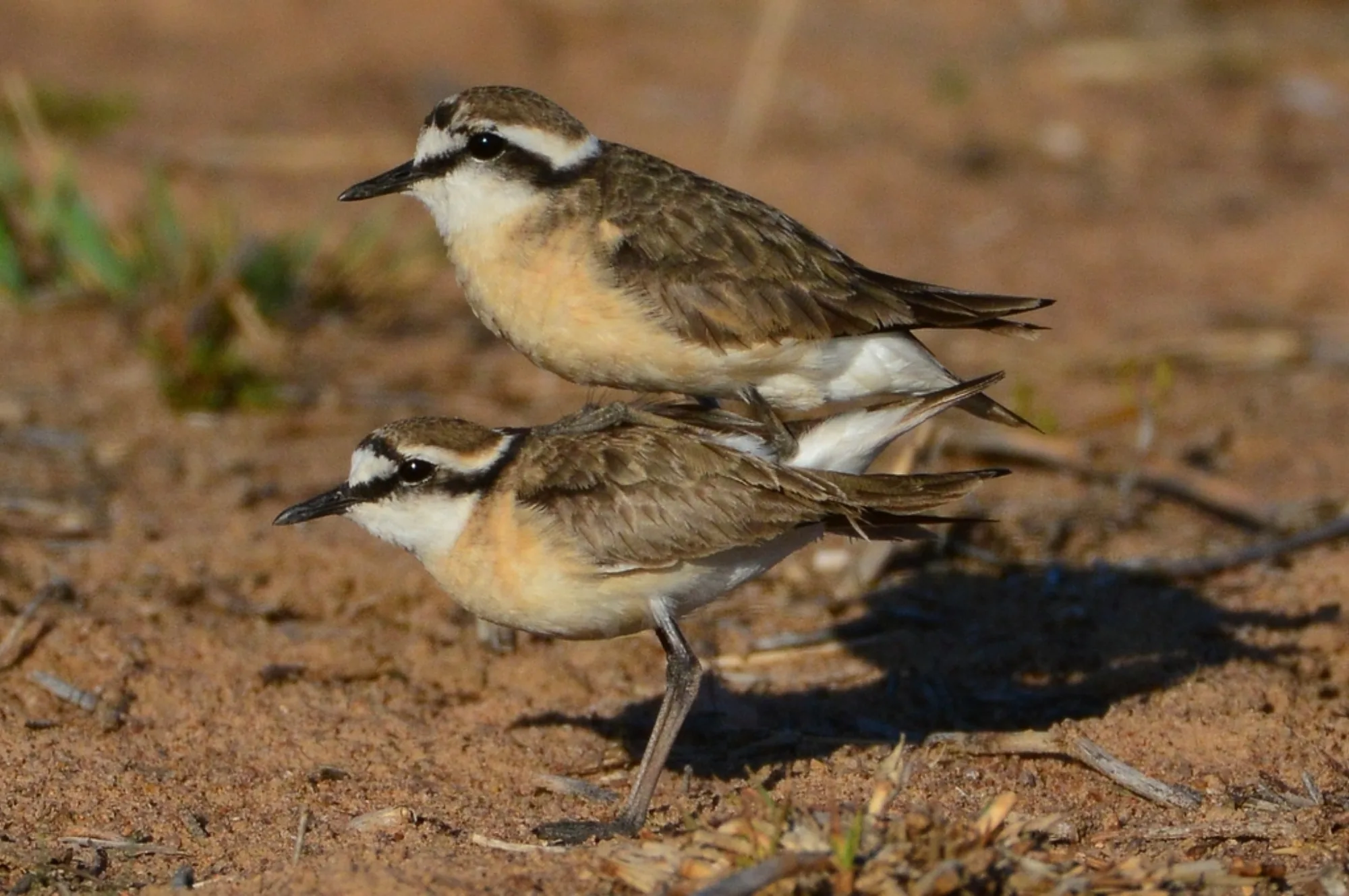 Kittlitz's Plover