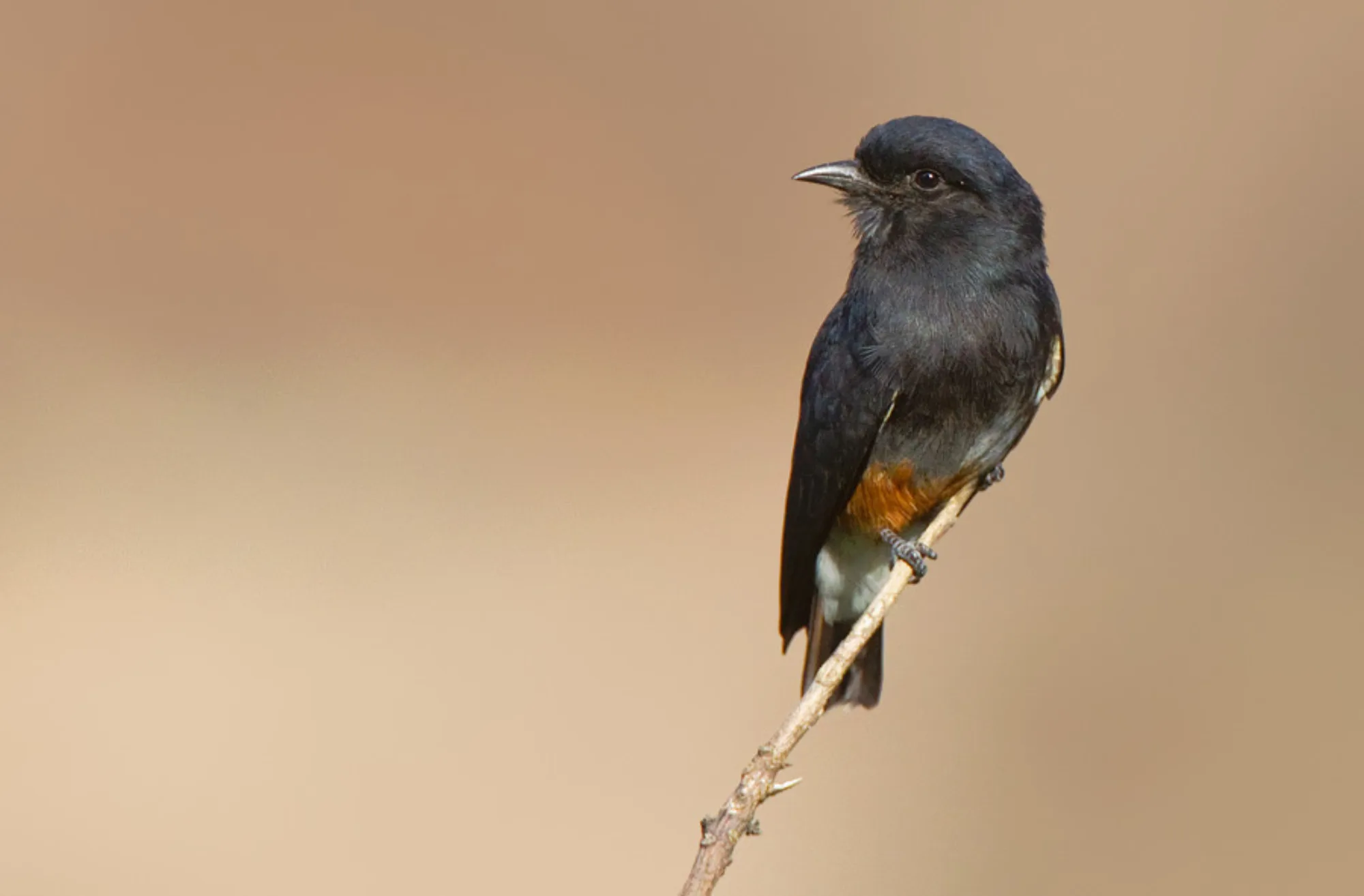 Swallow-winged Puffbird