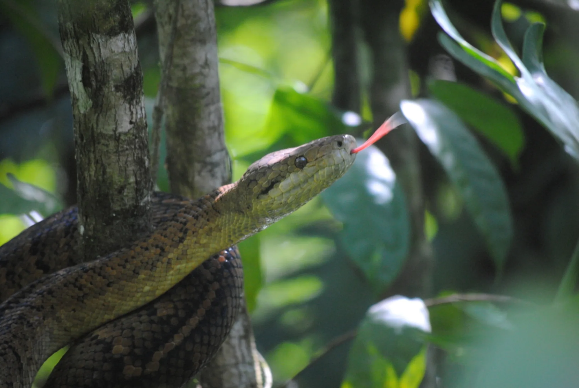 Jamaican Boa