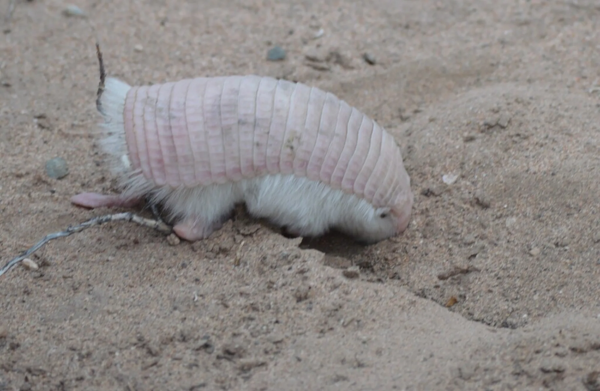 Pink Fairy Armadillo