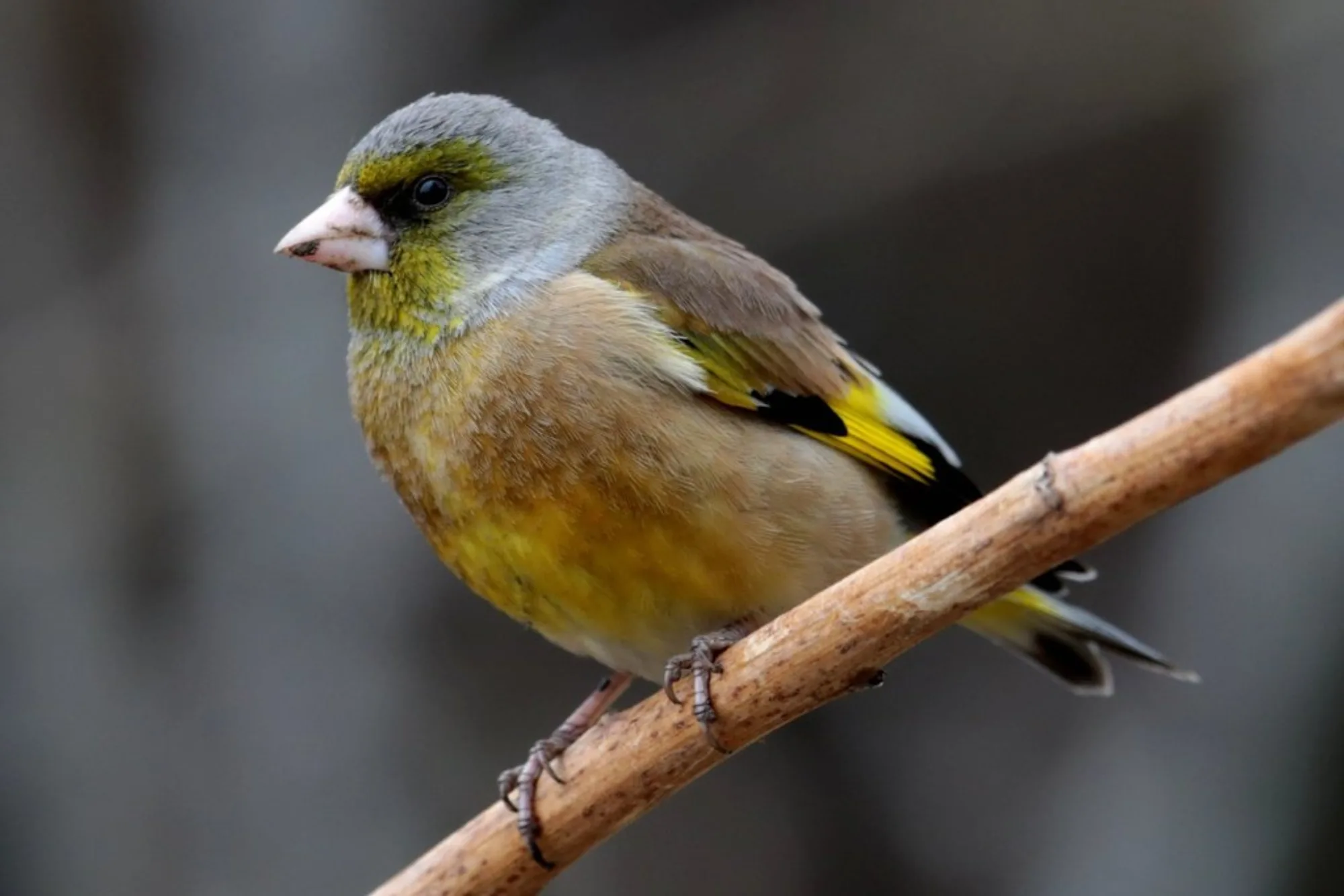Grey-capped Greenfinch