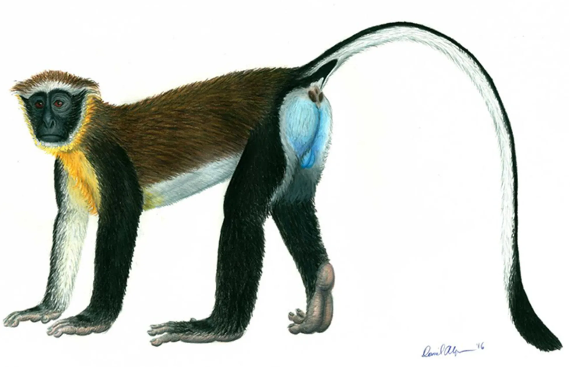 Dryas Monkey