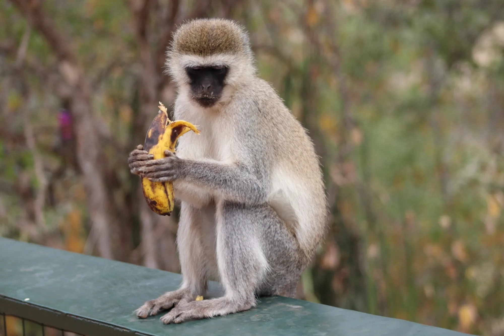 Vervet Monkey