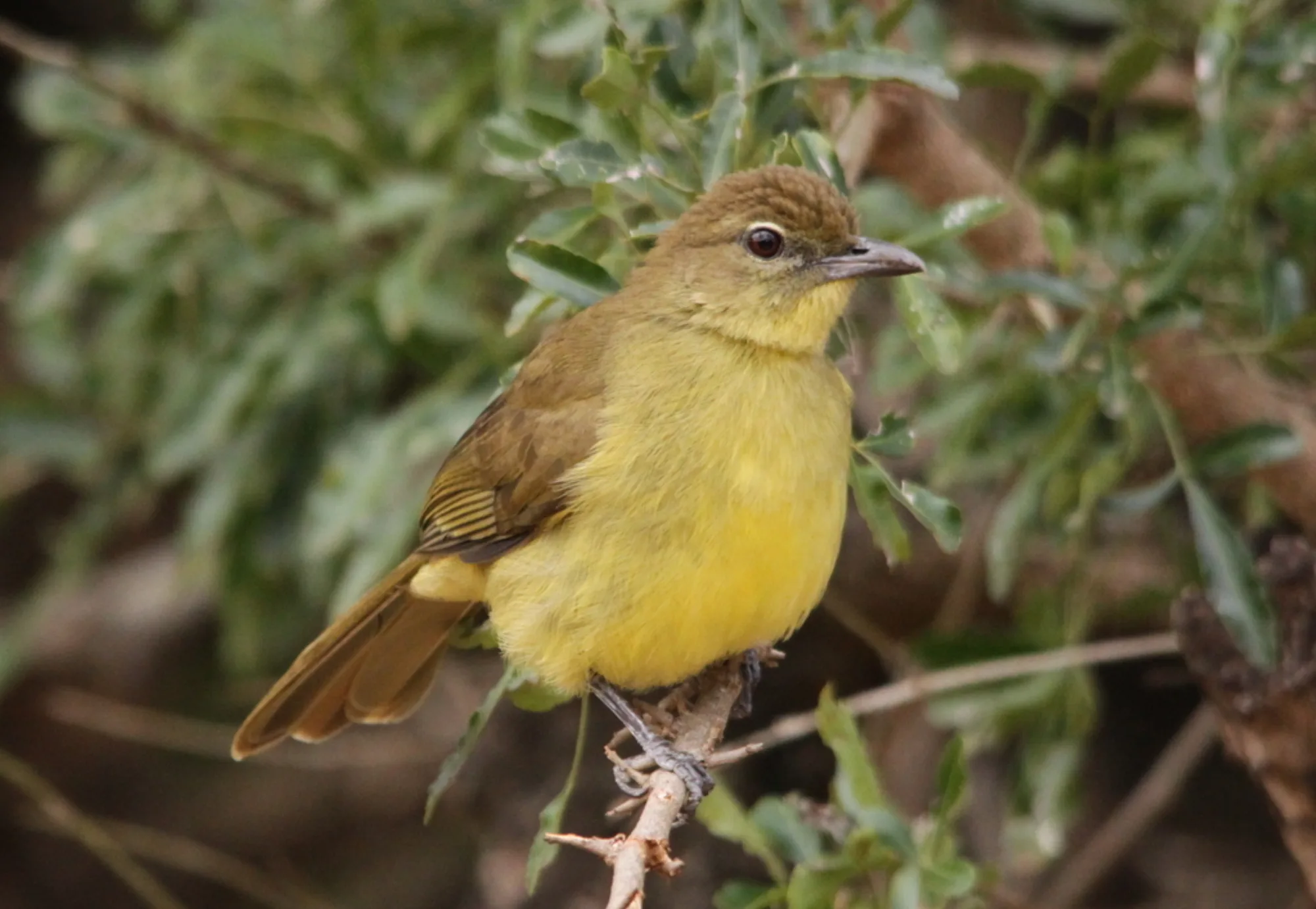 Yellow-bellied Greenbul