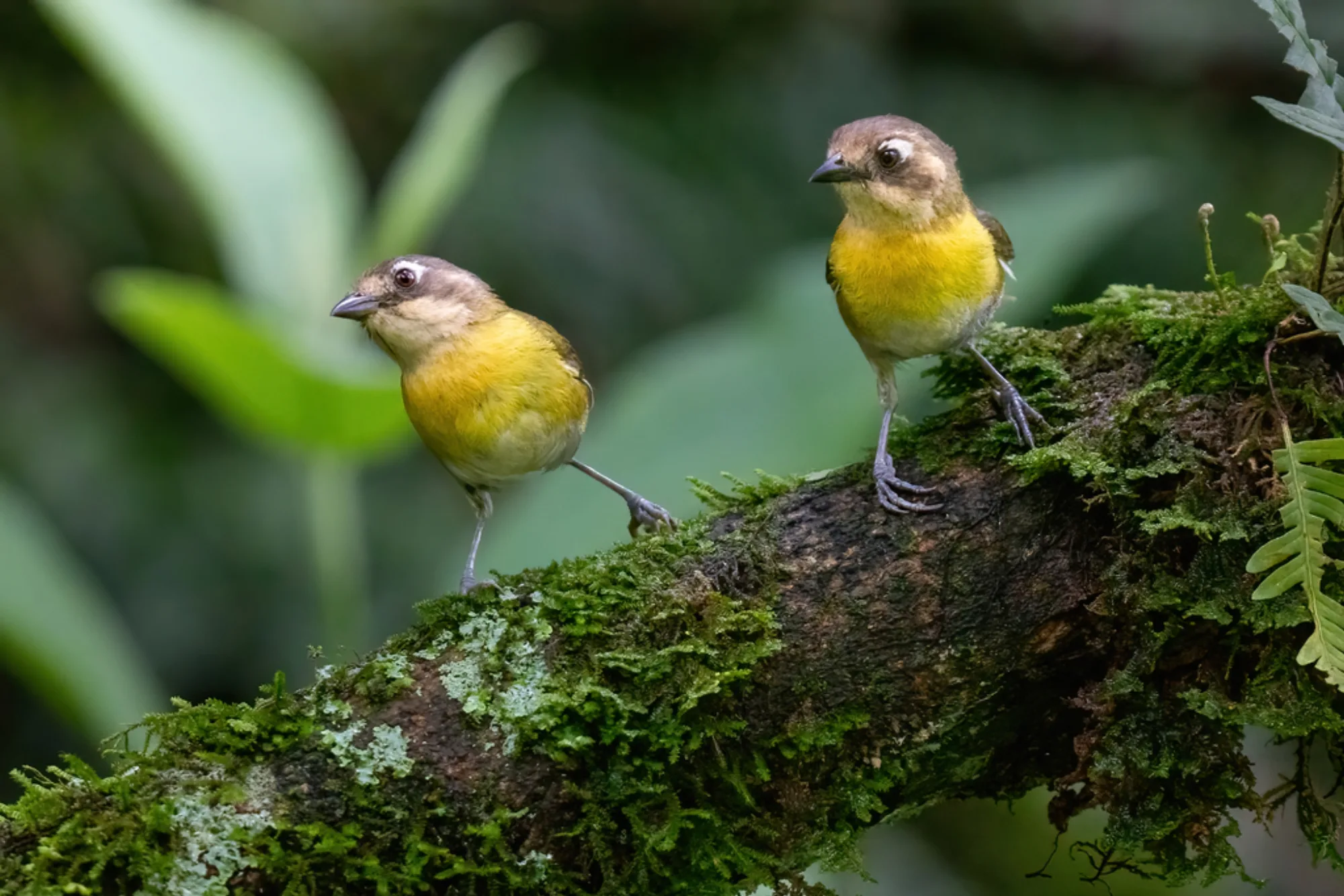 Common Chlorospingus