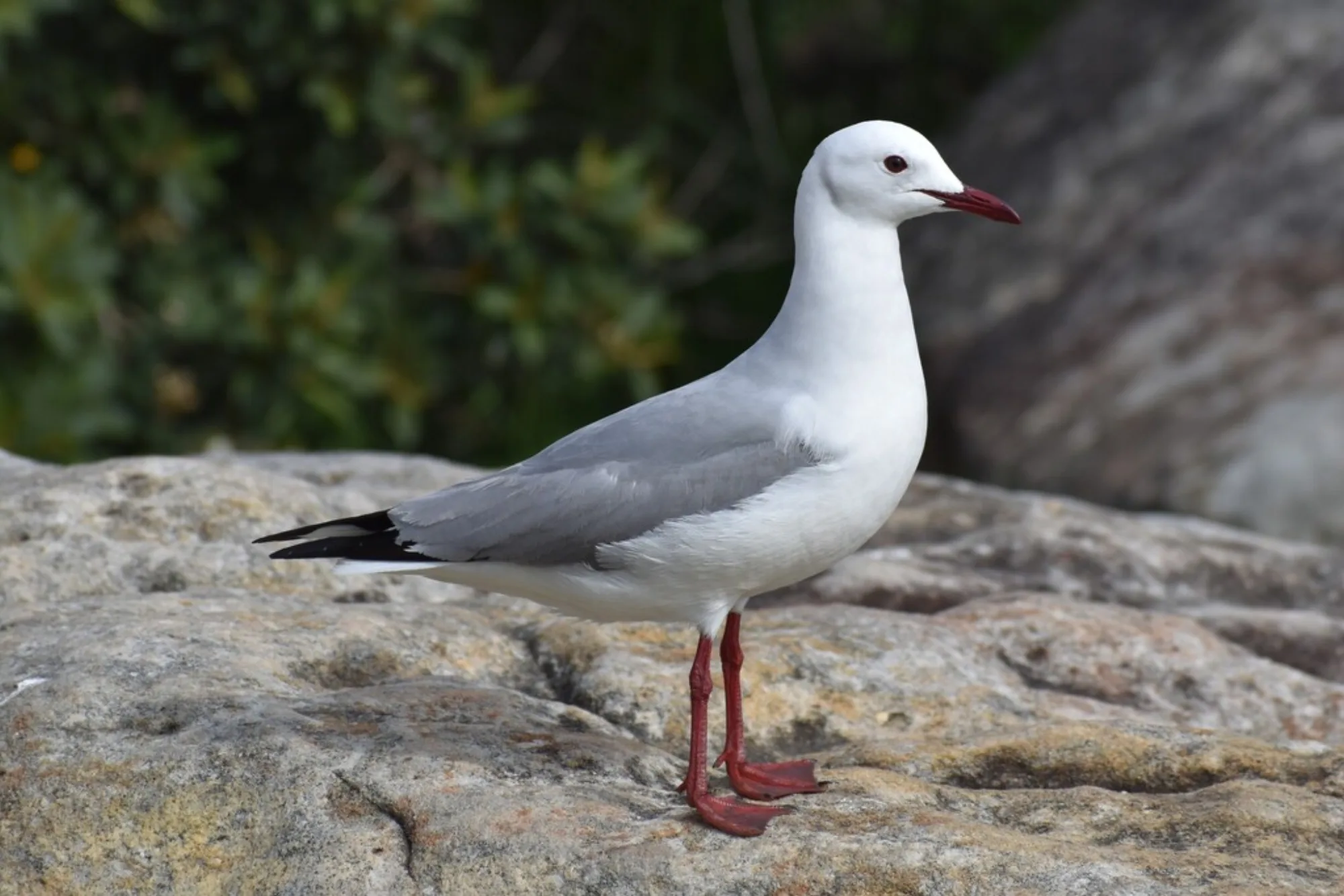 Hartlaub's Gull