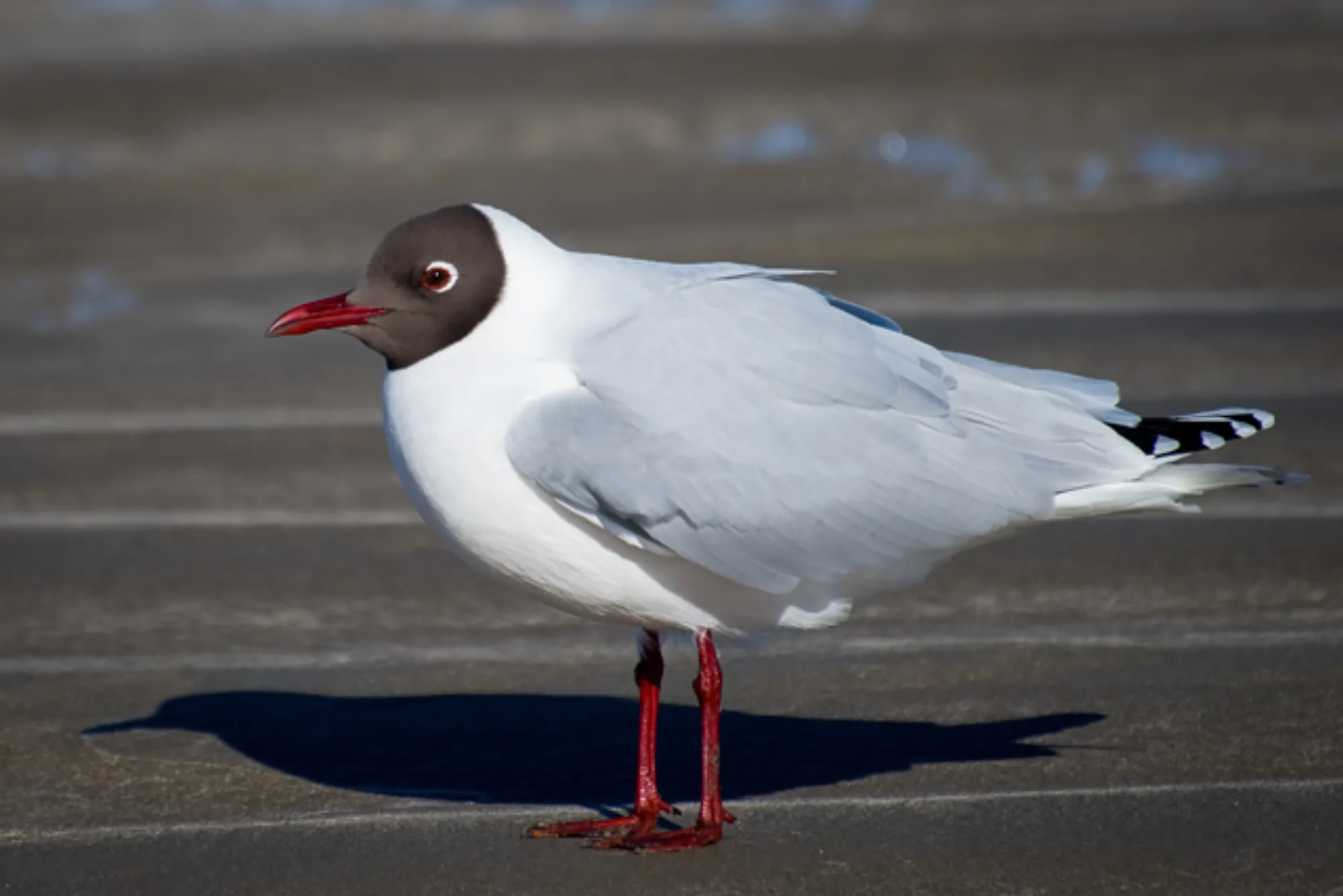 Brown-hooded Gull