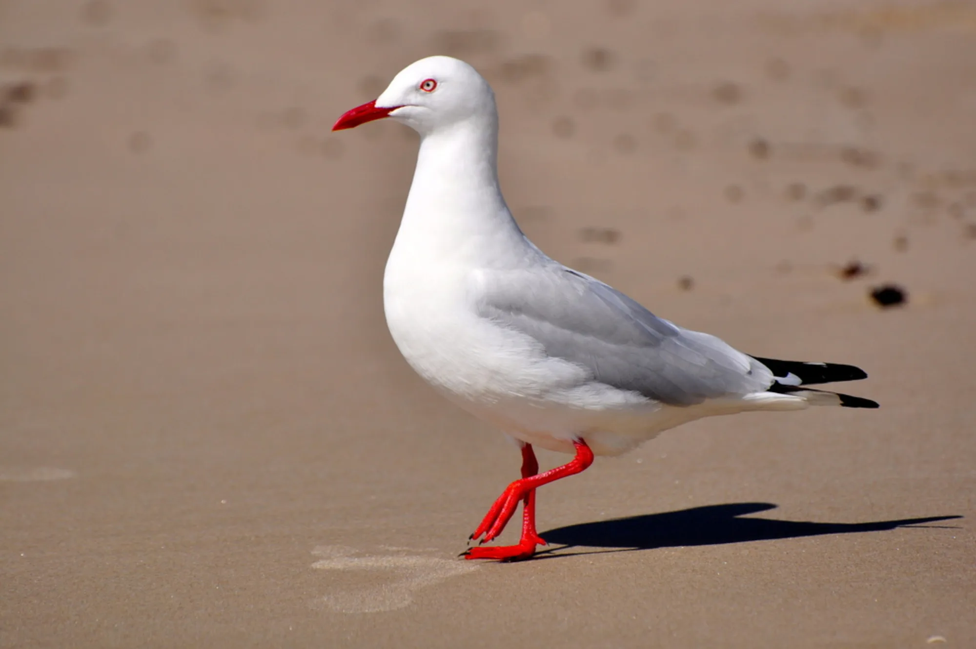 Silver Gull