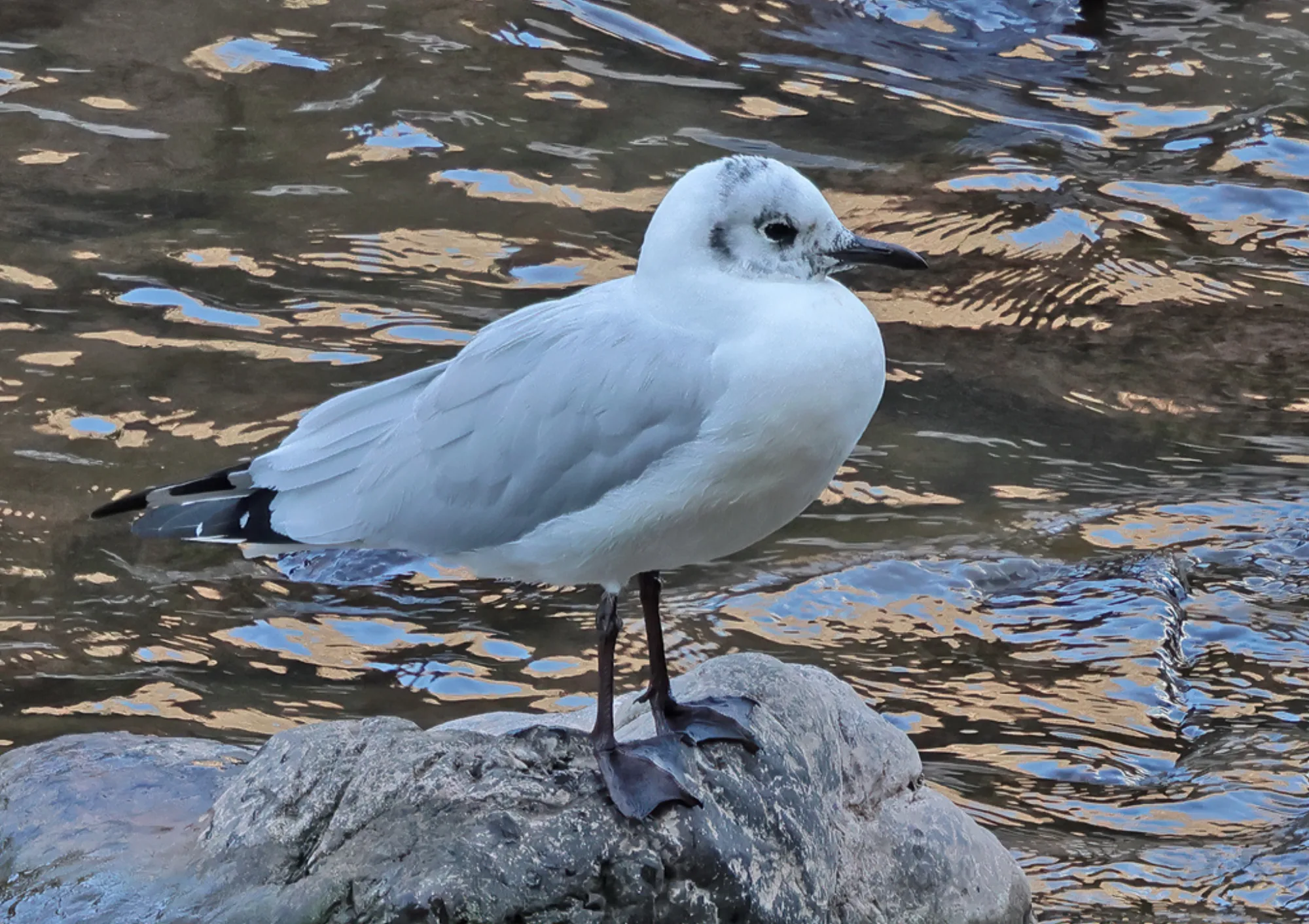 Andean Gull